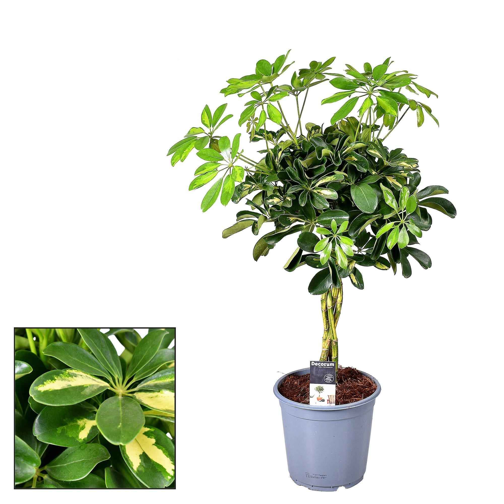 Image of Schefflera Gold Capella – Ø21cm – ↕75cm – Strahlenaralie mit panaschierten Blättern – Robuste Zimmerpflanze – Luftreinigend – Für helle Standorte-0