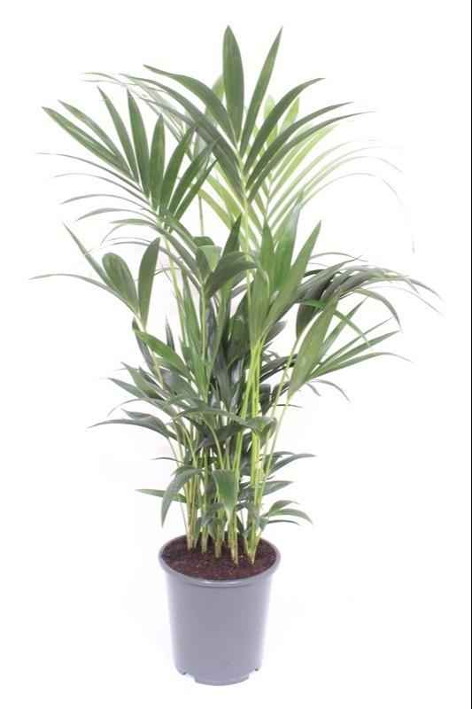 Image of Kentia-Palme Howea forsteriana – Ø27cm ↕120cm – Große pflegeleichte Zimmerpalme mit eleganten grünen Wedeln für Wohnzimmer & Büro-0