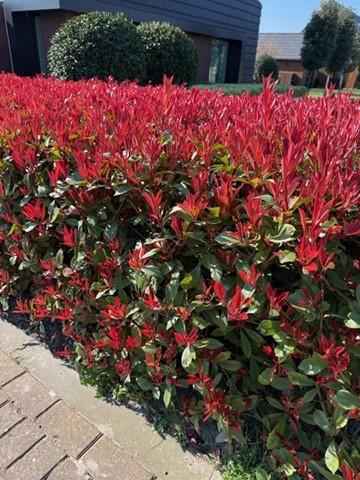 Image of Glanzmispel Photinia fraseri Carre Rouge – Immergrüne Heckenpflanzen – 8 Pflanzen – 1m – 9cm Höhe 30-35cm – Rote & grüne Blätter – Pflegeleicht-3