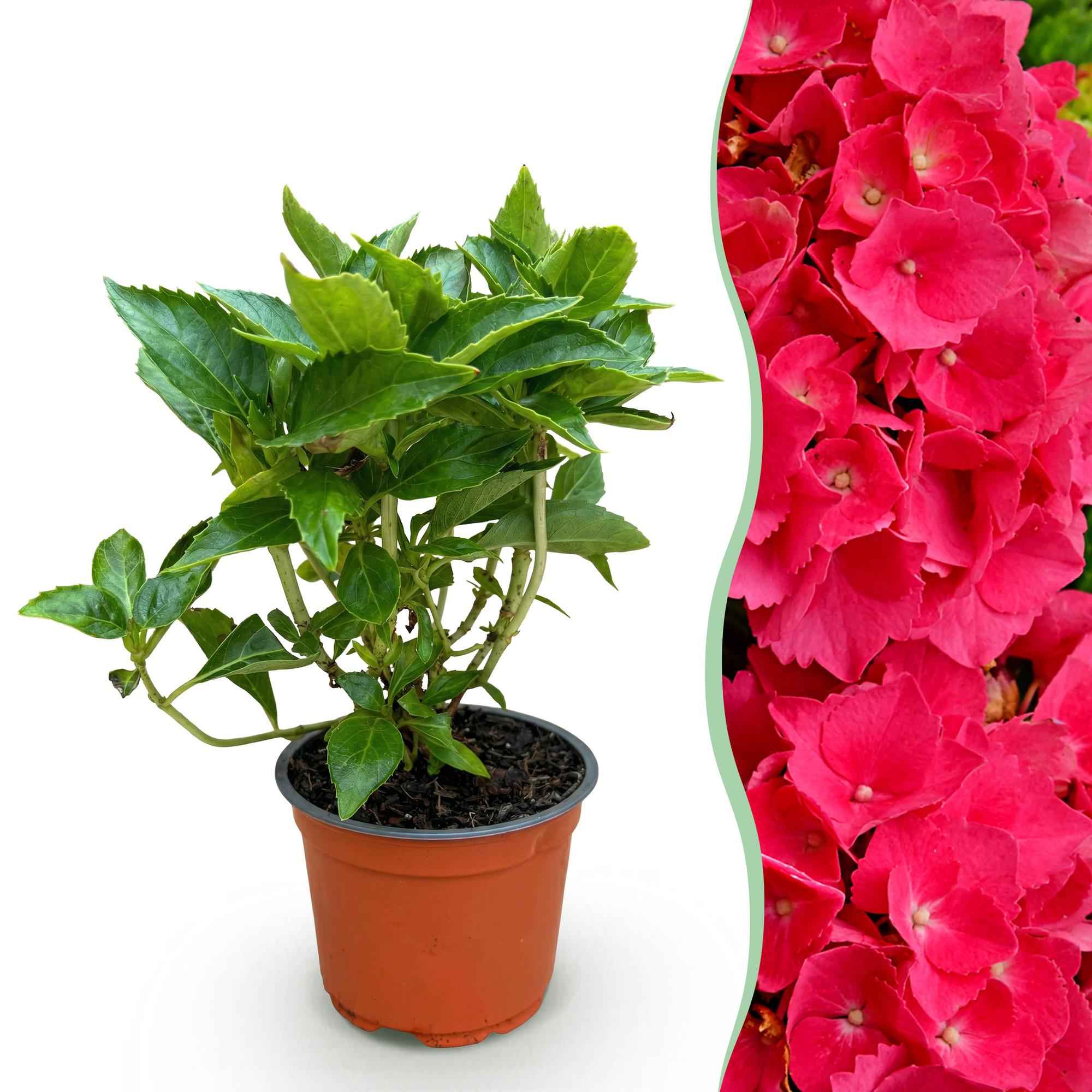 Image of Hortensie Hydrangea macrophylla rot winterhart 20-30cm 12cm für Garten Balkon Terrasse Beet blühender Zierstrauch pflegeleicht bienenfreundlich-1