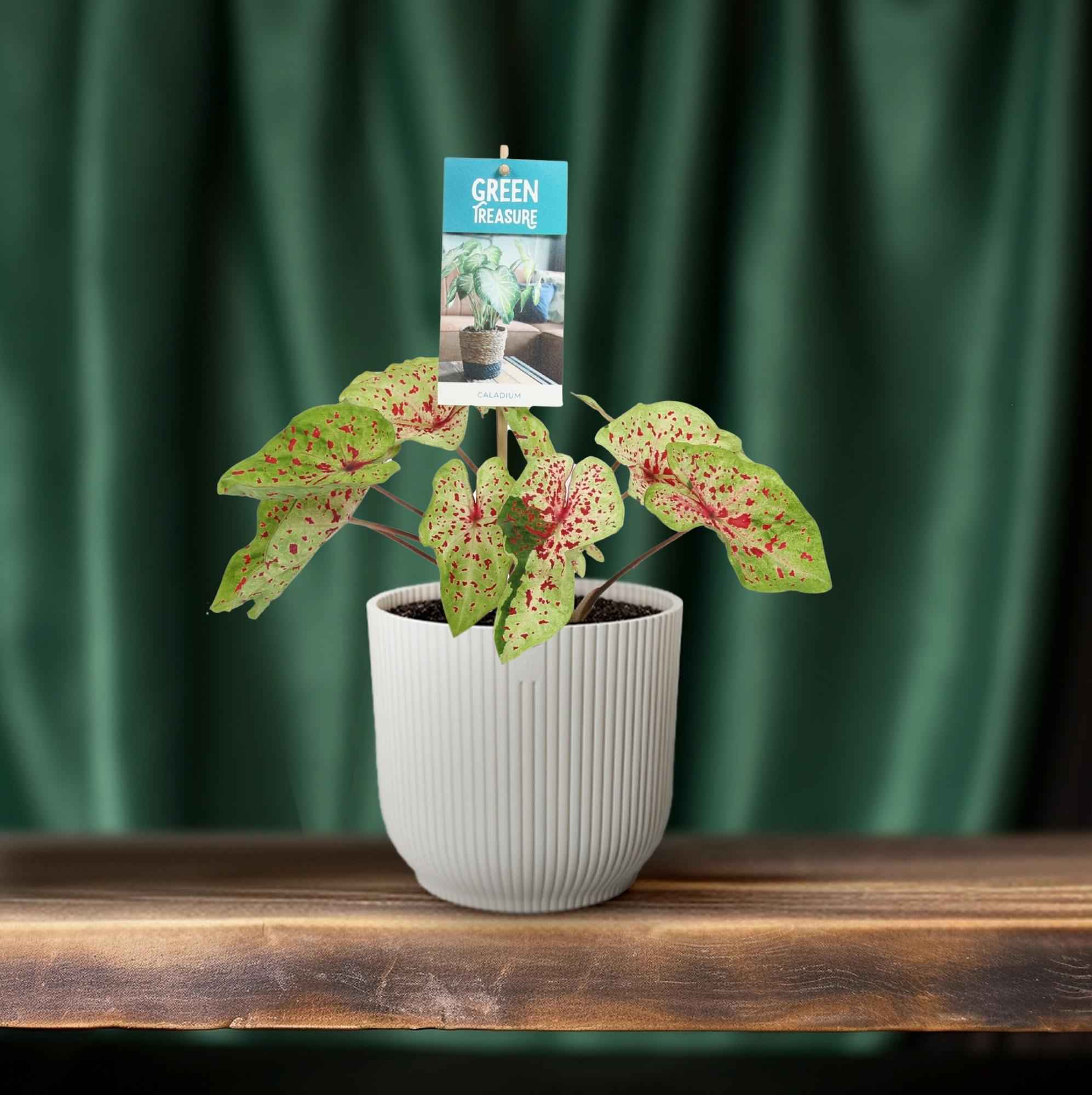 Image of Caladium Miss Muffet – Engelsflügel Zimmerpflanze – Ø12cm – ca. 25cm hoch – dekorative tropische Blattschmuckpflanze für Zuhause & Büro