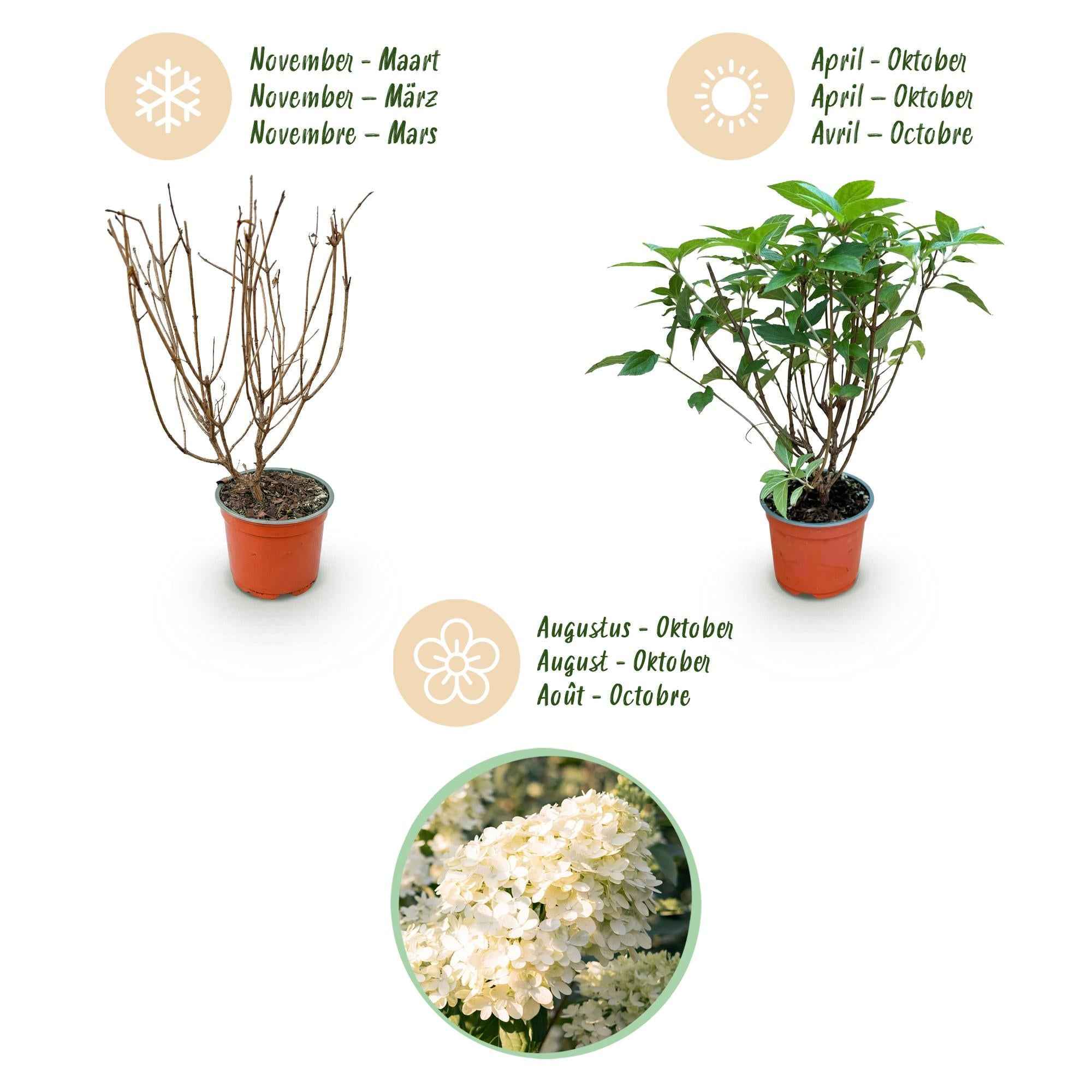 Image of Rispenhortensie Hydrangea paniculata Limelight winterhart limettengrün 20-30cm 12cm für Garten Balkon Terrasse Beet blühender Zierstrauch-4