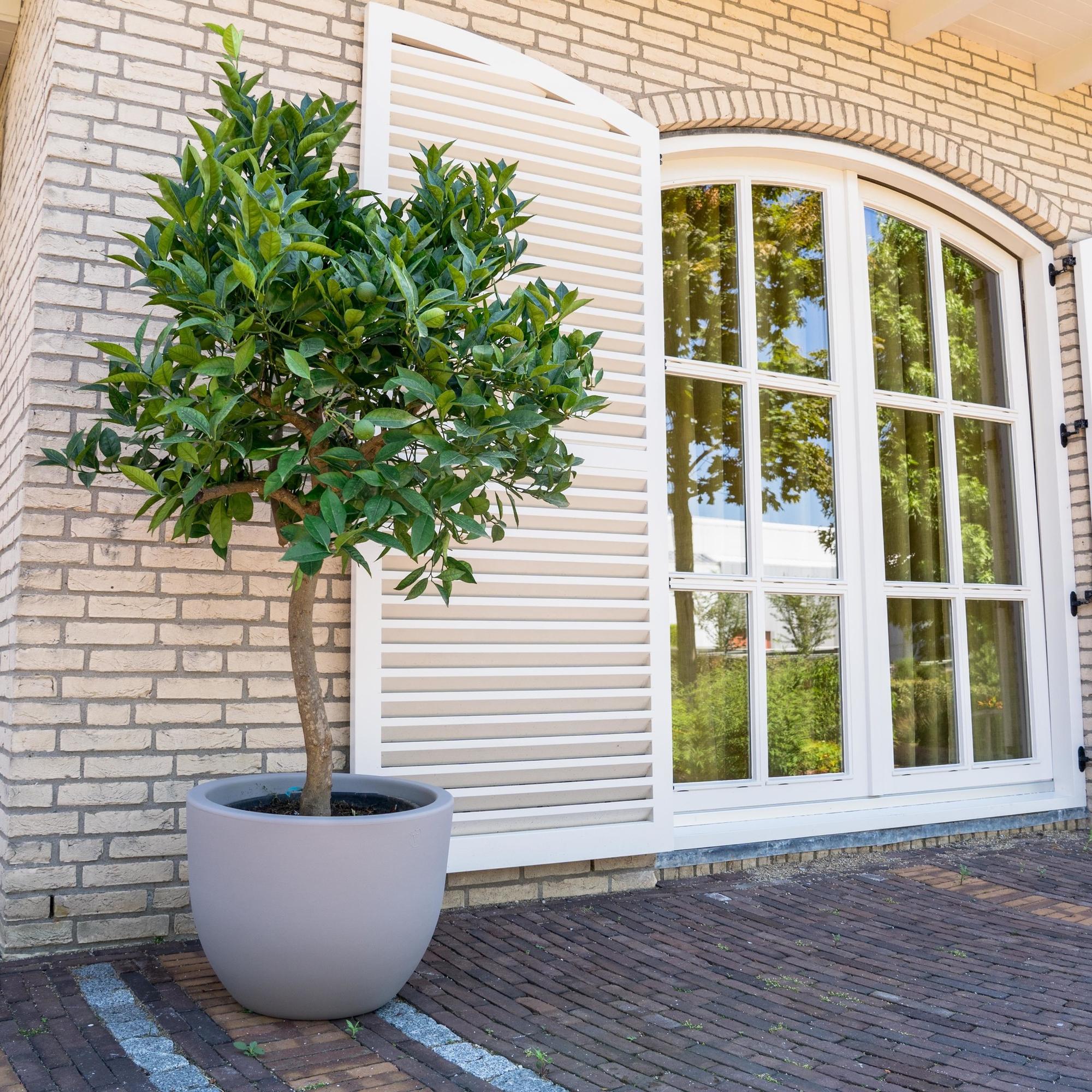 Image of Orangenbaum, mediterrane Zitruspflanze mit Früchten und duftenden Blüten, Ø40cm, 200cm hoch, immergrüner Citrusbaum für Terrasse, Balkon,-0