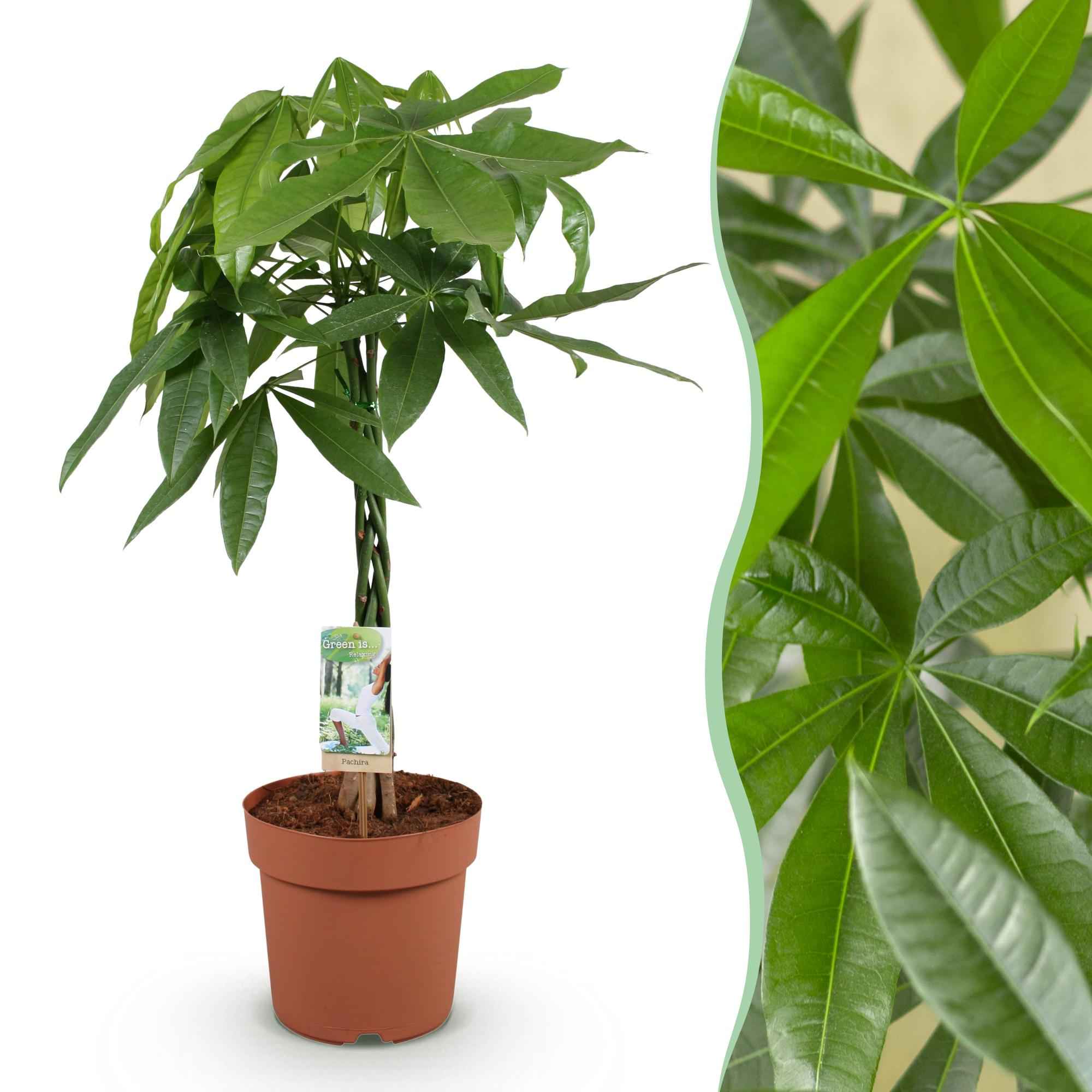 Image of Pachira Aquatica Geflochtener Stamm – 80-90cm – 21cm – Pflegeleichter Geldbaum – Grünpflanze für Wohnzimmer & Büro-1