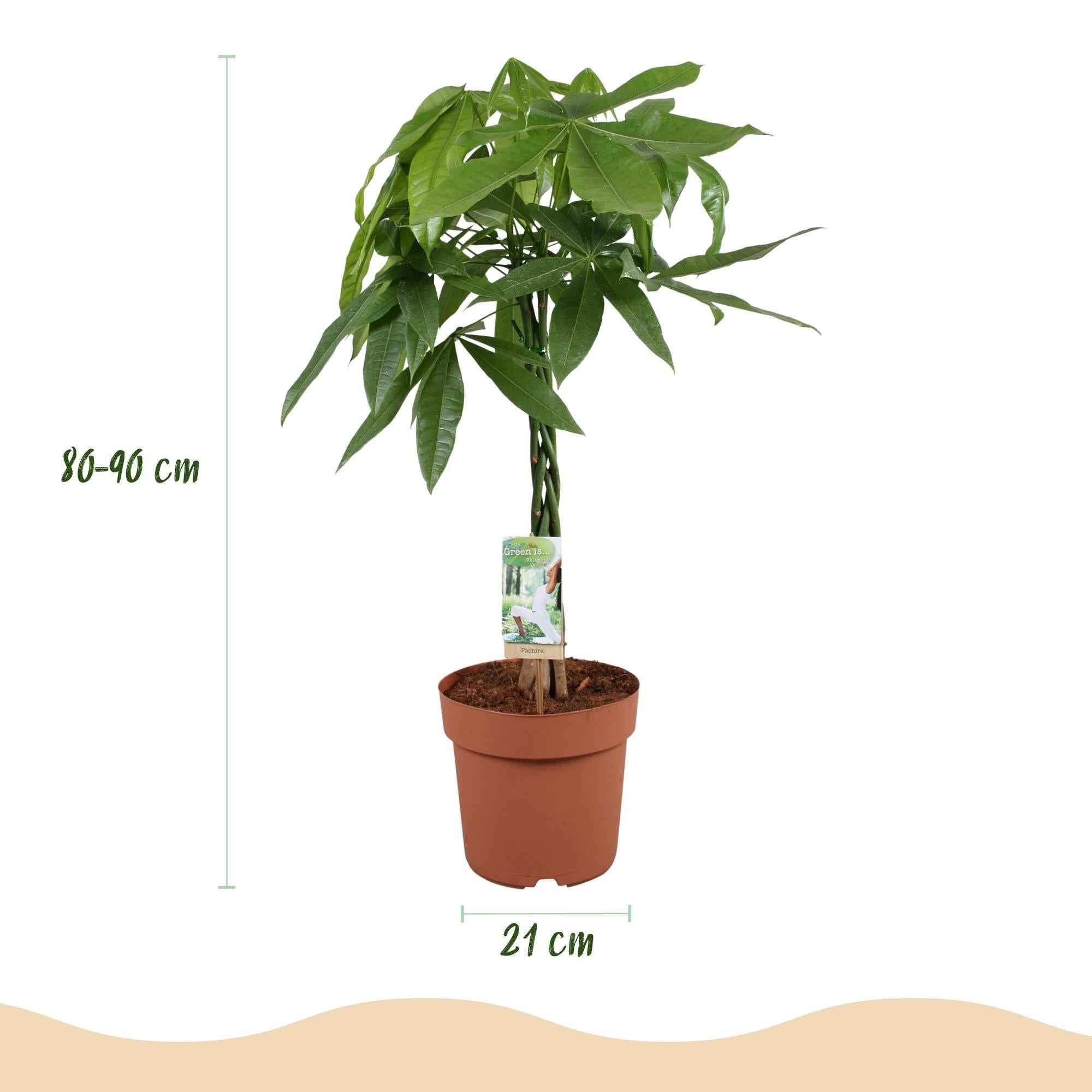 Image of Pachira Aquatica Geflochtener Stamm – 80-90cm – 21cm – Pflegeleichter Geldbaum – Grünpflanze für Wohnzimmer & Büro-2