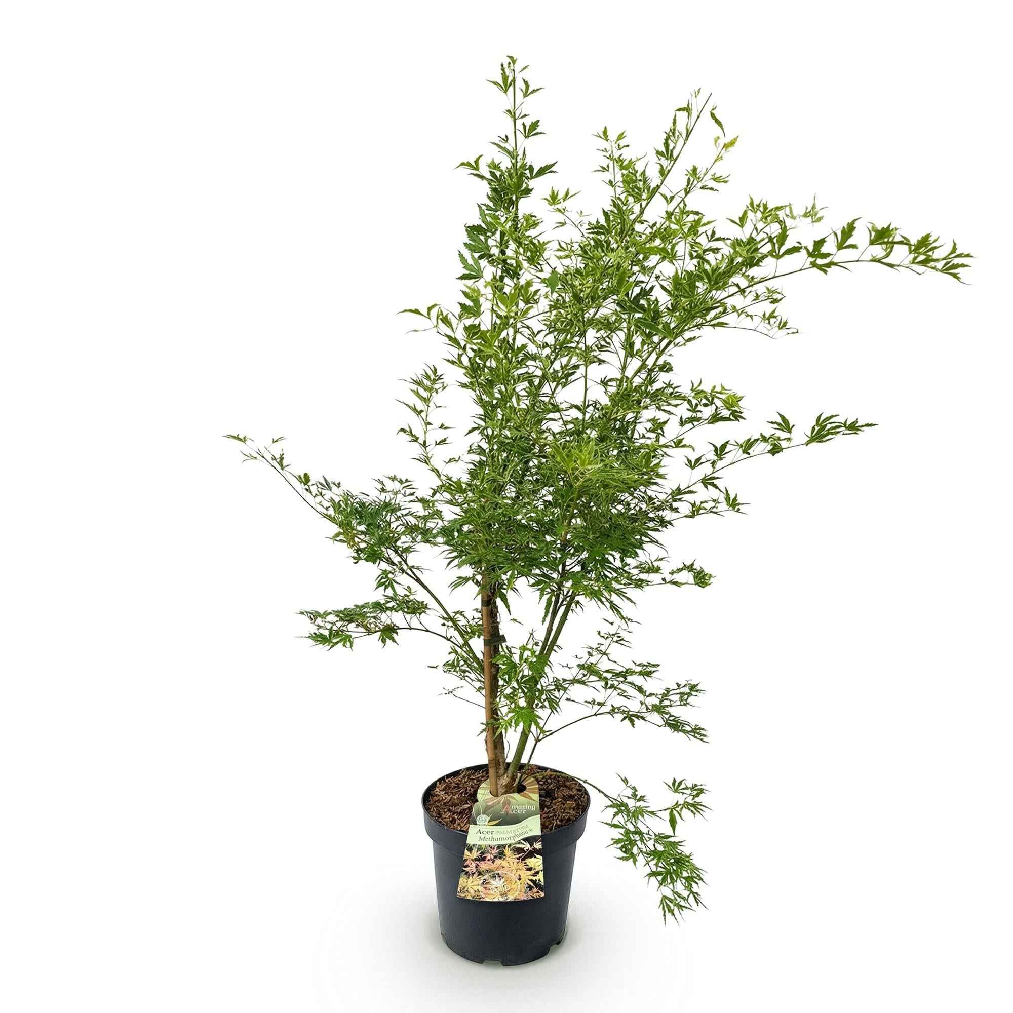 Image of Japanischer Ahorn Acer palmatum Metamorphosa, laubabwerfende Gartenpflanze in Grün und Orange, Zierahorn für Garten und Kübel, Ø26cm, 90cm hoch,