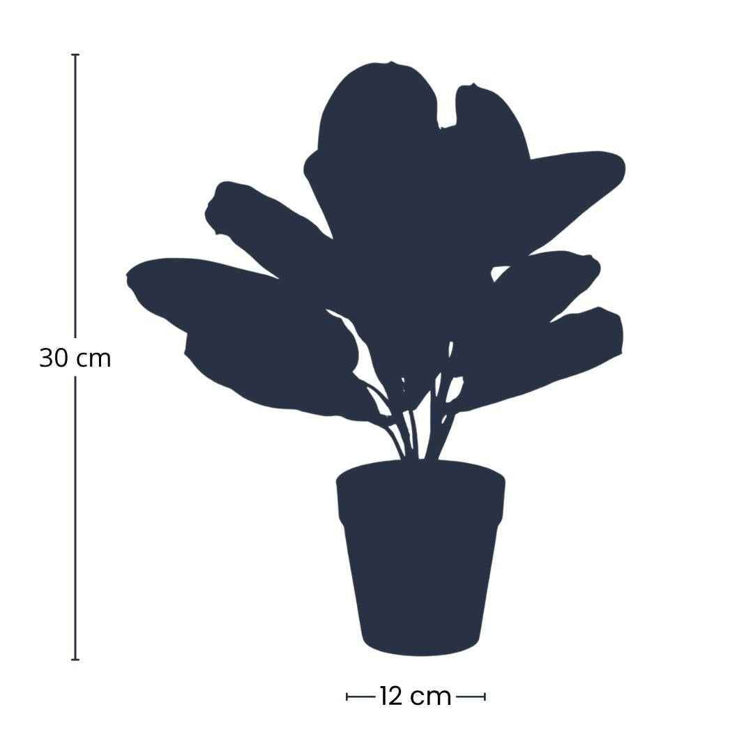 Image of Maranta – Korbmarante – Kunstpflanze – 30cm hoch – Schwarzer Topf Ø12cm – Naturgetreue Blattstruktur – Pflegefrei & kompakt-1