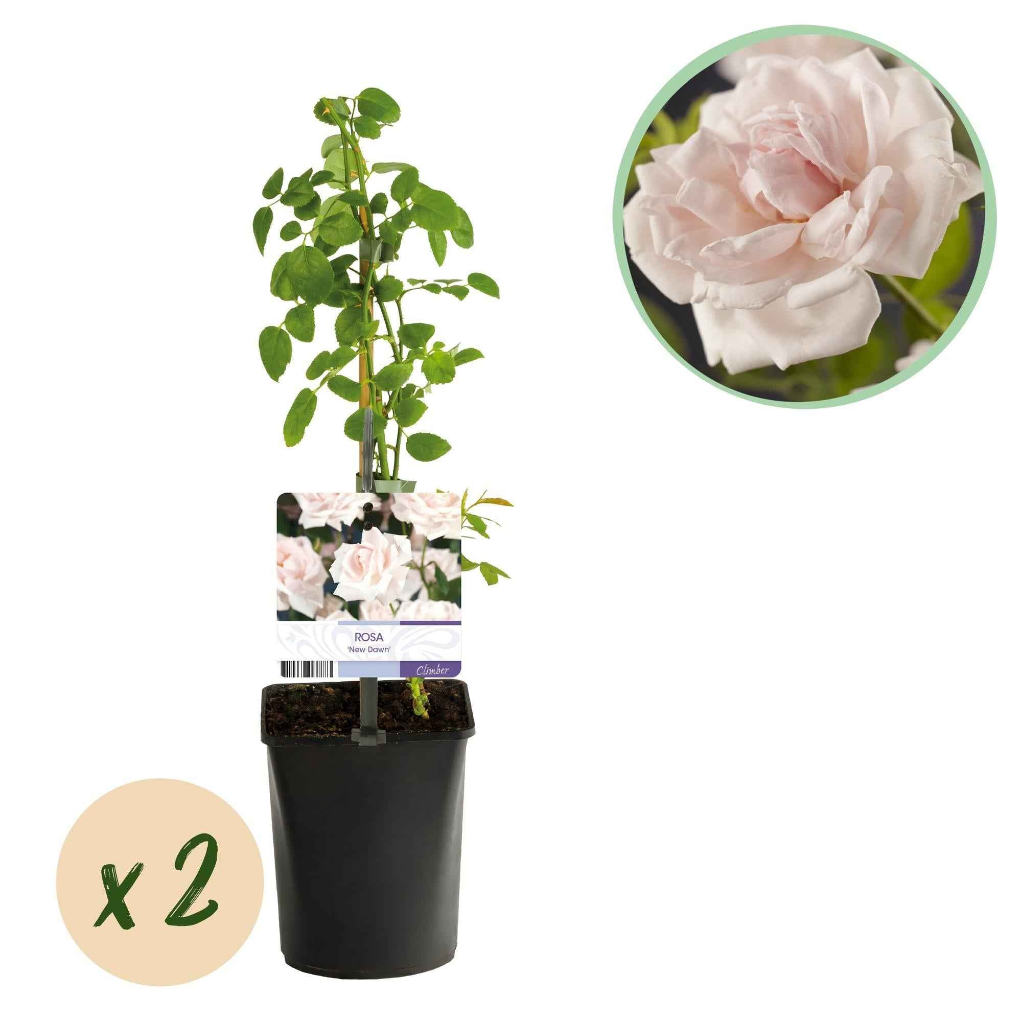 Image of Kletterrose Rosa New Dawn – Zartrosa – Wenig Pflege – 2 Pflanzen – H11cm x 40cm – Duftende, widerstandsfähige Rosen für Garten & Terrasse-0