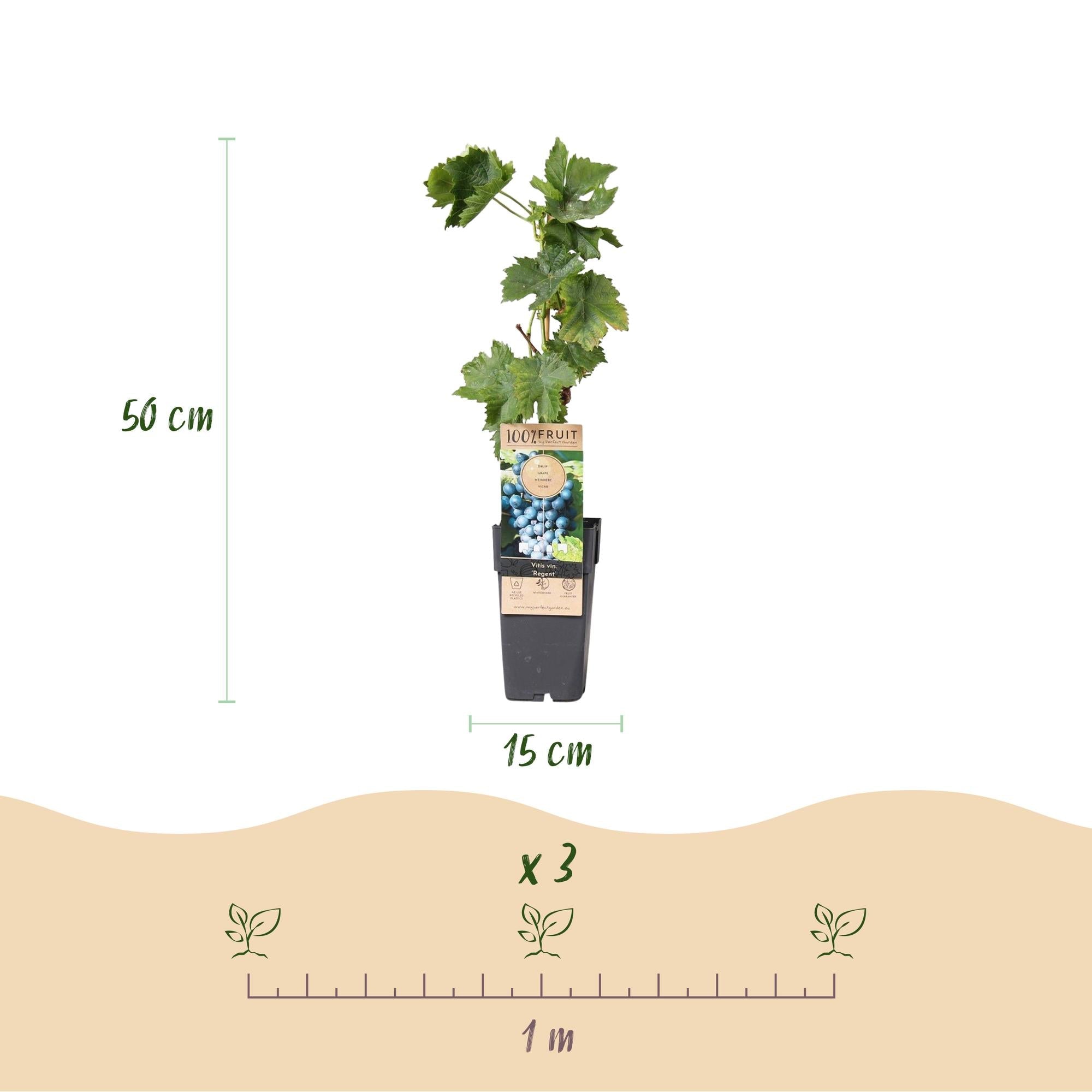 Image of Weinrebe – Blaue Traube – Vitis vinifera Regent – Obstpflanze – 2 Pflanzen – 15cm – Höhe ca. 50cm-2