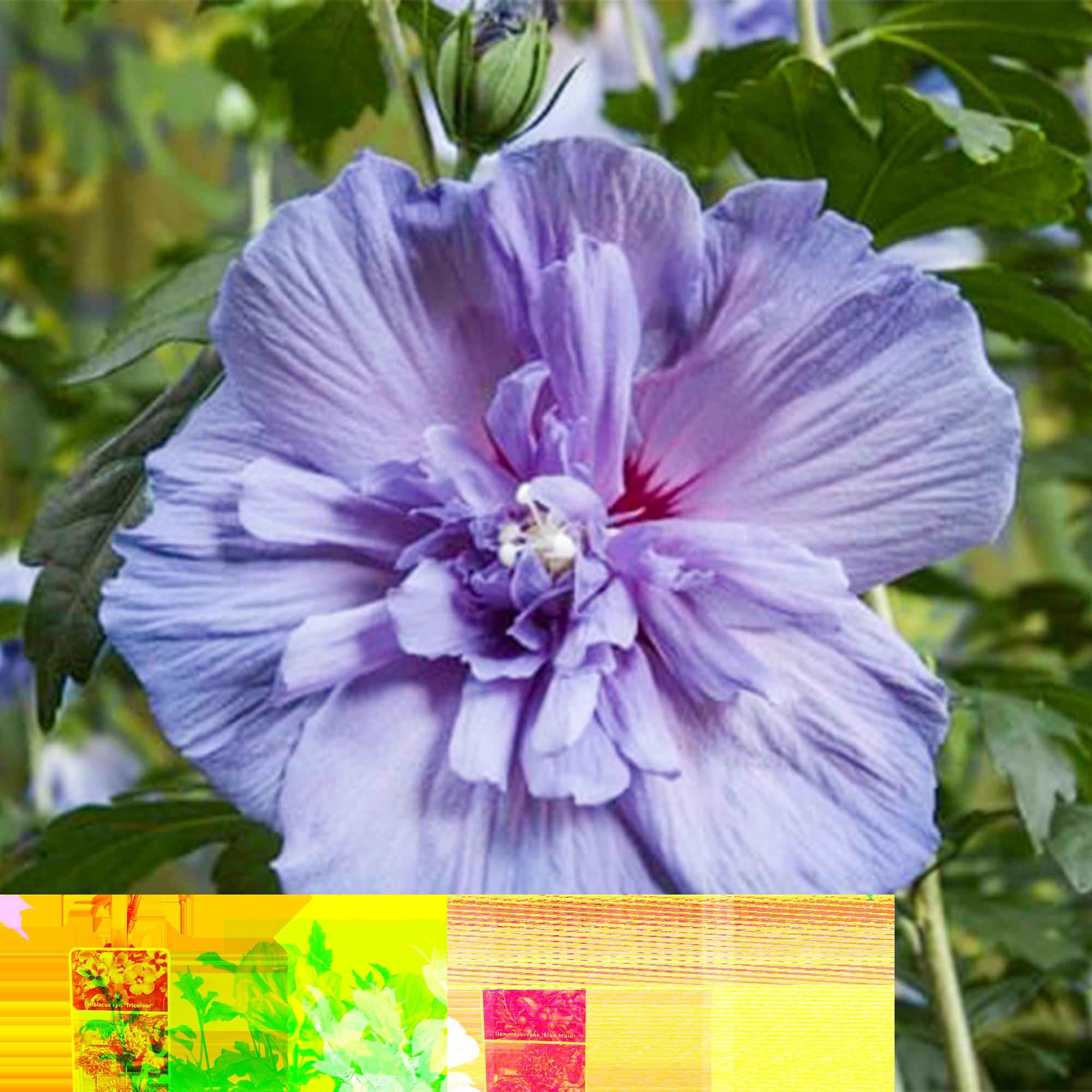 Image of Hibiscus syriacus Blue Chiffon – Pflegeleichte Stamm – Pflanze mit großen blauen Blüten – Laubabwerfend – Ø19cm – Höhe ca. 90cm-3