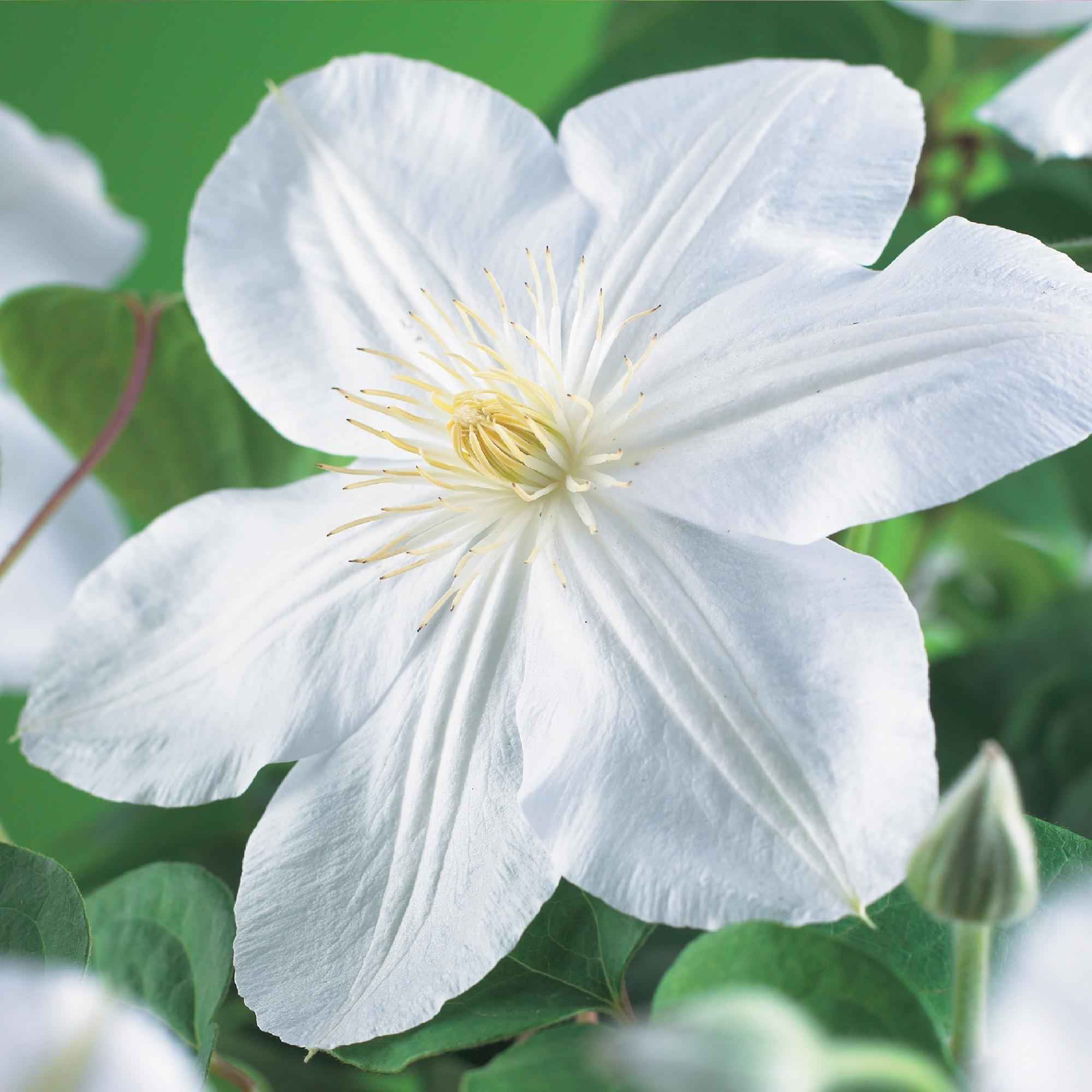Image of Kletterpflanze Clematis Madame Le Coultre – Cremig weiße Blüten – Wenig Pflege – 2 Pflanzen – 11cm Höhe 40cm – Für Garten, Terrasse & Pergolen-0