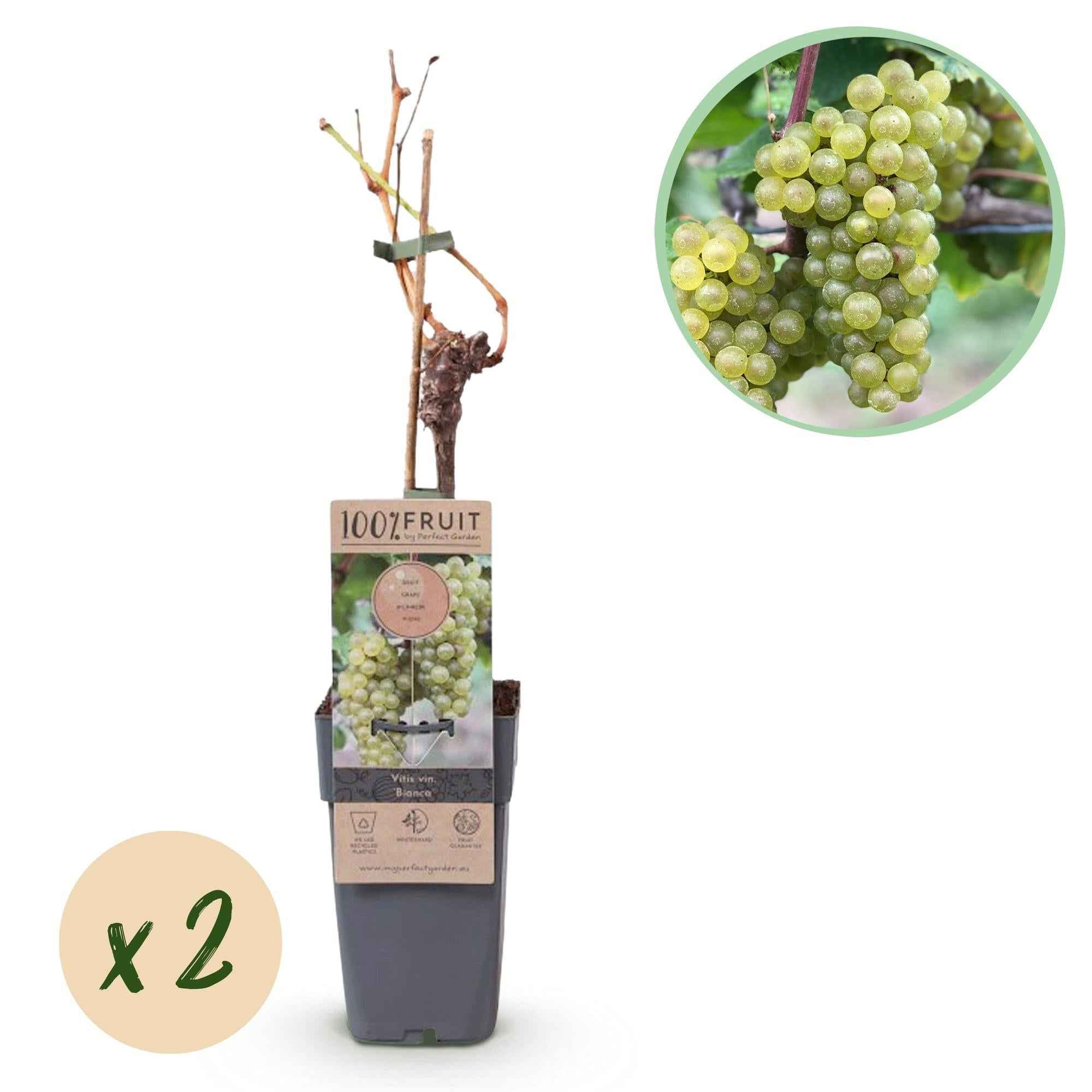 Image of Weinrebe Vitis vinifera 'Bianca' – Weiße Traube – 2 Pflanzen – Ø15cm – Höhe ca. 50cm – Süße Tafeltrauben – Reich an Vitaminen
