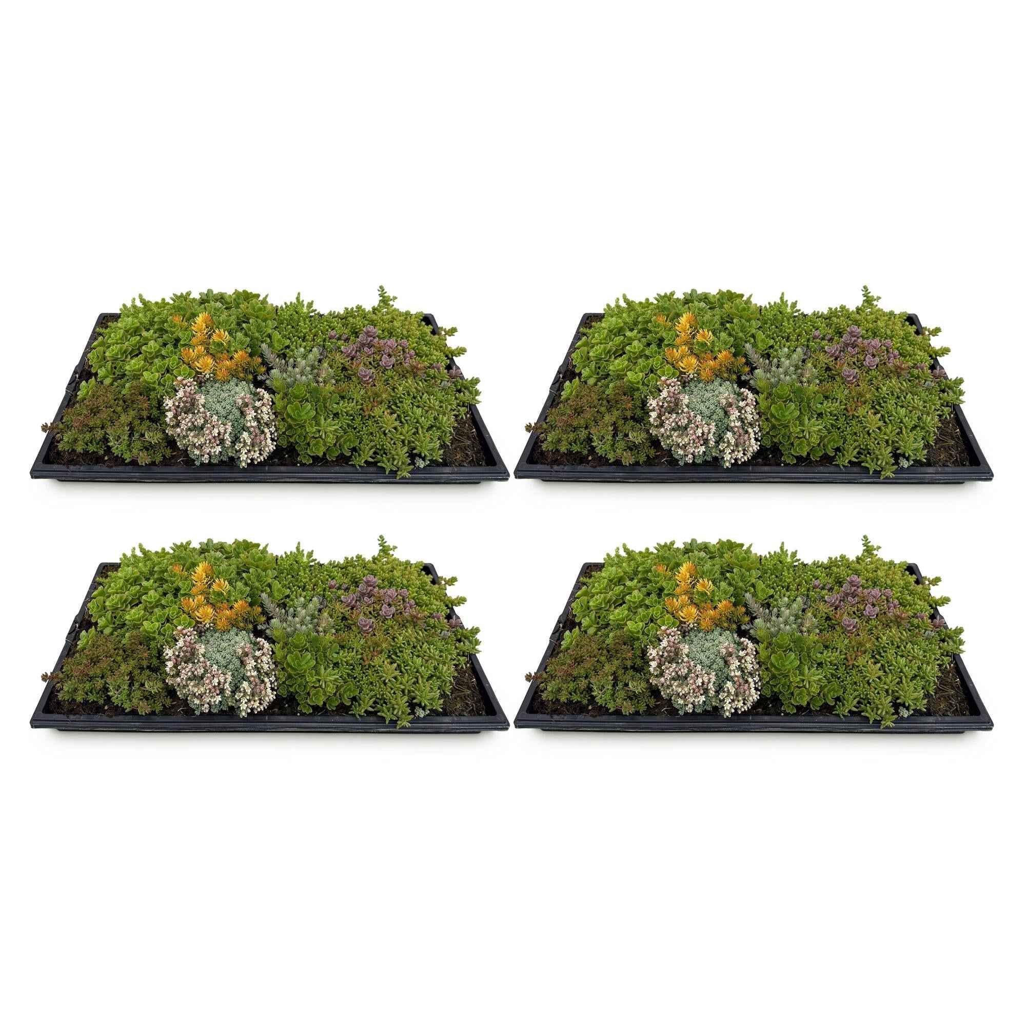 Image of Sedummatte – 4 Vegetationsmatten – Winterharte Bodendeckerpflanzen aus 10 Sedum – Sorten – Maße 50x30cm – Pflegeleicht & wetterbeständig-1