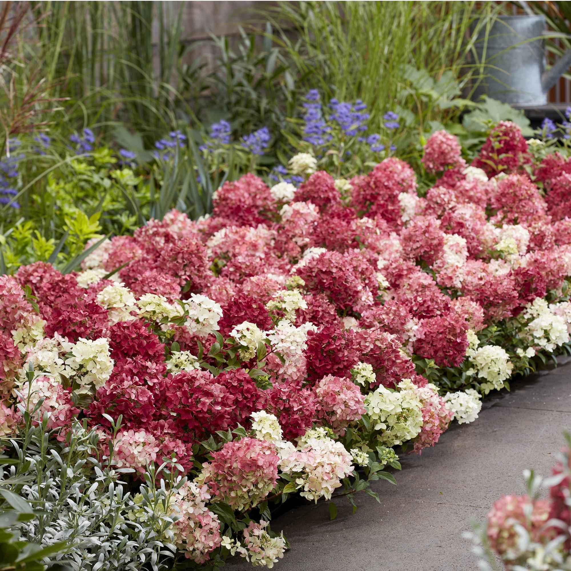 Image of Rispenhortensie Groundbreaker Ruby – Hydrangea paniculata – Winterharte Gartenhortensie mit rot-weißen Blüten – 14cm ↕20-25cm-4