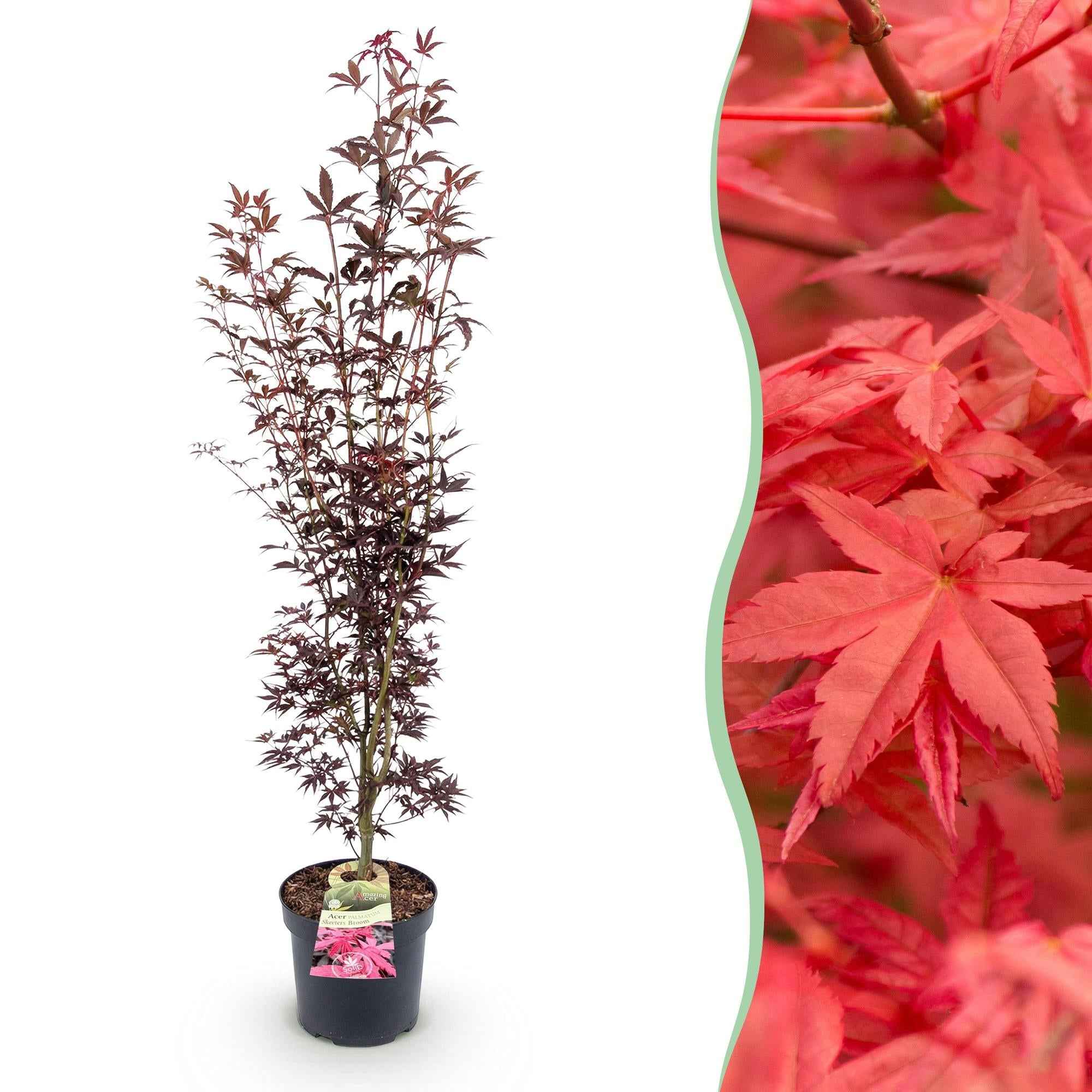 Image of Japanischer Ahorn Acer palmatum Atropurpureum, laubabwerfende Gartenpflanze in Purpurrot, Zierahorn für Garten und Kübel, Ø26cm, 90cm hoch, für-0