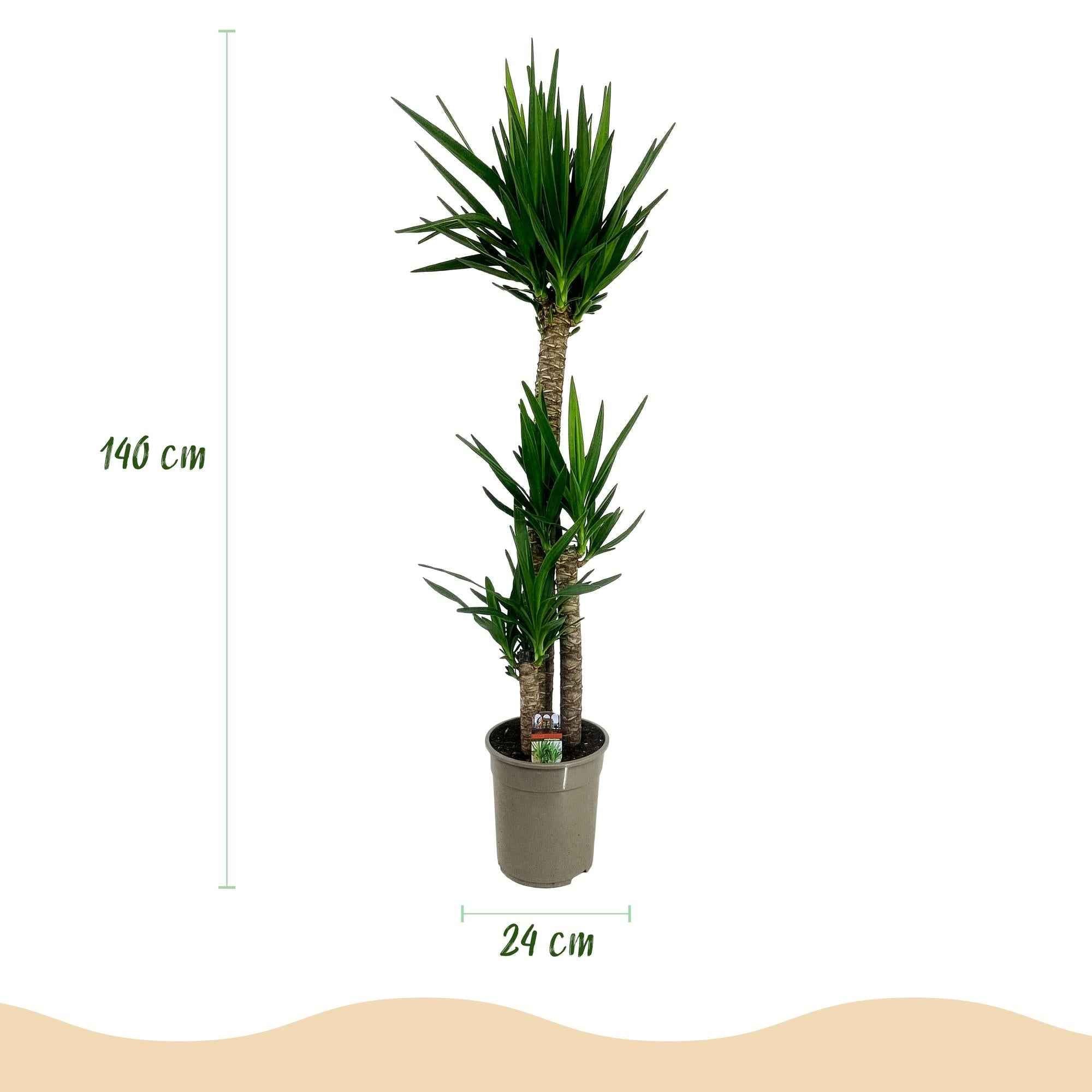 Image of Palmlilie Yucca Elephantipes – 140cm – 24cm – Pflegeleichte Palmlilie mit schmalen, grünen Blättern