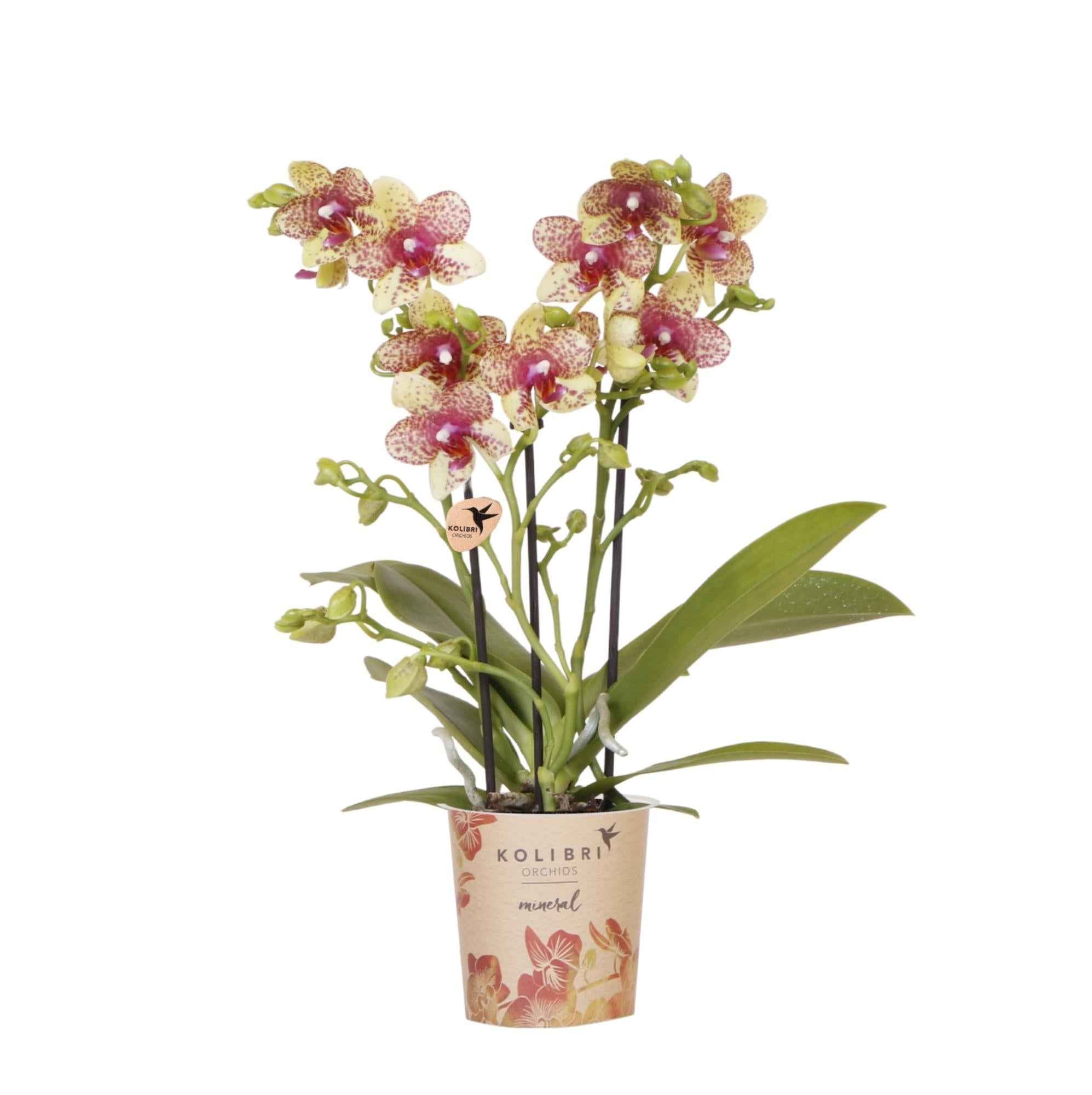 Image of Orange – Gelbe Phalaenopsis Orchidee – Grosseto – Ø9cm – Exotische Blühende Zimmerpflanze mit 2-3 kräftigen Trieben-0