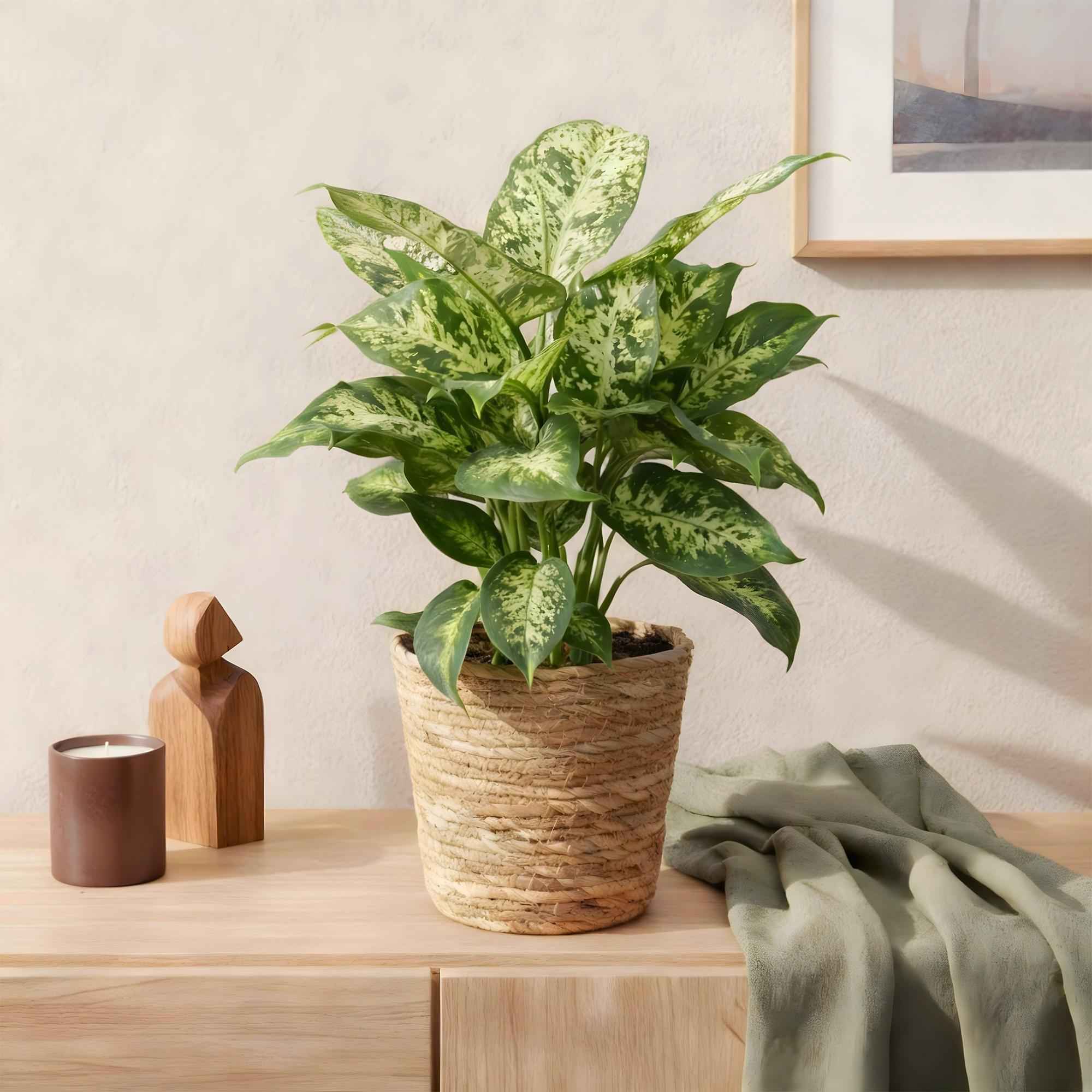 Image of Dieffenbachia Compacta – 45-50cm – 17cm inkl. Naturkorb – Pflegeleichte bunte Zimmerpflanze – Marmoriertes Blattwerk-3