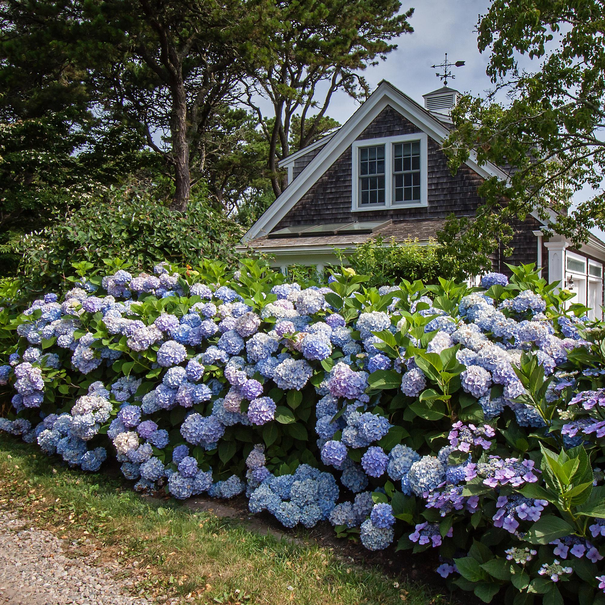 Image of Hortensie Hydrangea Endless Summer The Original Blue winterhart blau 20-25cm 14cm für Garten Balkon Terrasse Beet blühender Zierstrauch pflegeleicht-4
