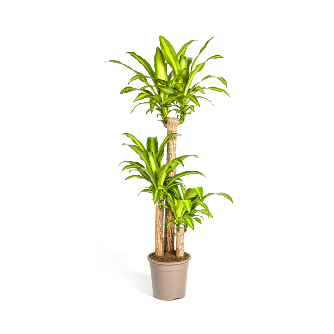 Image of Dracaena Fragrans Massangeana – Drachenbaum – Ø24cm – ↕130-150cm – Zimmerpflanze – Tropisches Grün – Pflegeleicht & dekorativ-0
