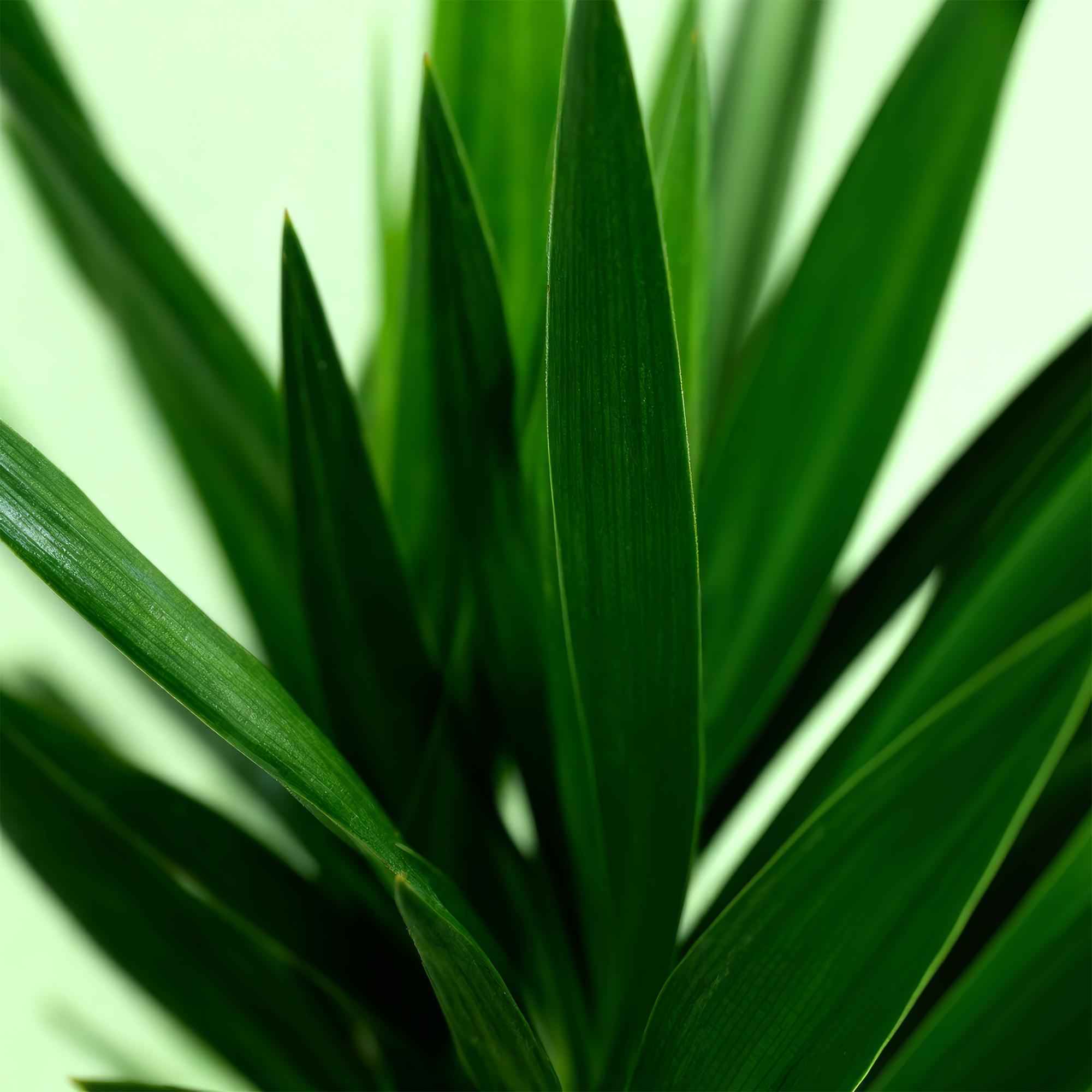 Image of Yucca Elephantipes – 120cm – 19cm – Pflegeleichte Zimmerpflanze mit schmalen Blättern – Robuste Palmlilie für helle & halbschattige Innenräume