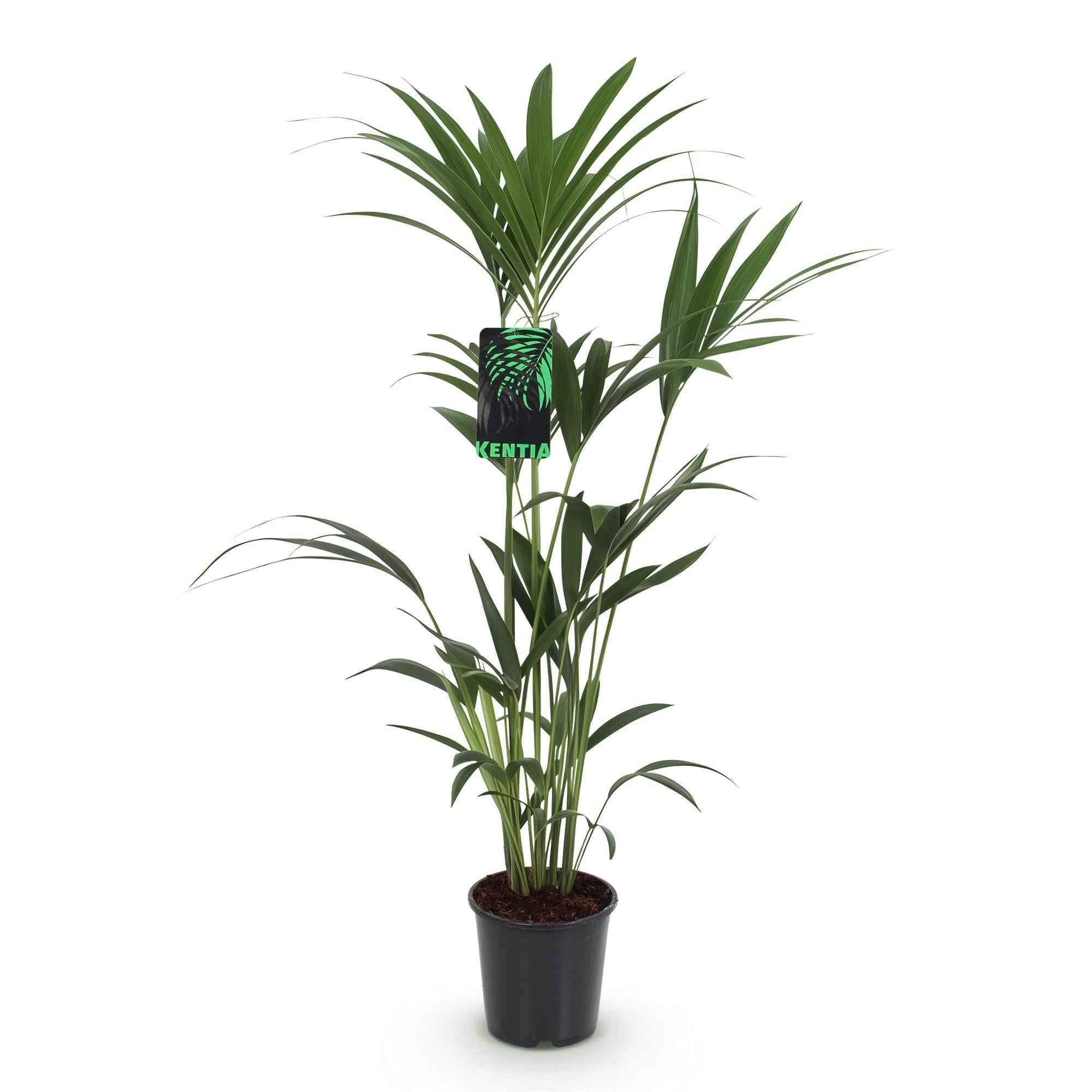 Image of Howea Forsteriana – Kentia – Palme – 120-130cm – 21cm – Pflegeleichte Zimmerpalme mit eleganten Wedeln-0