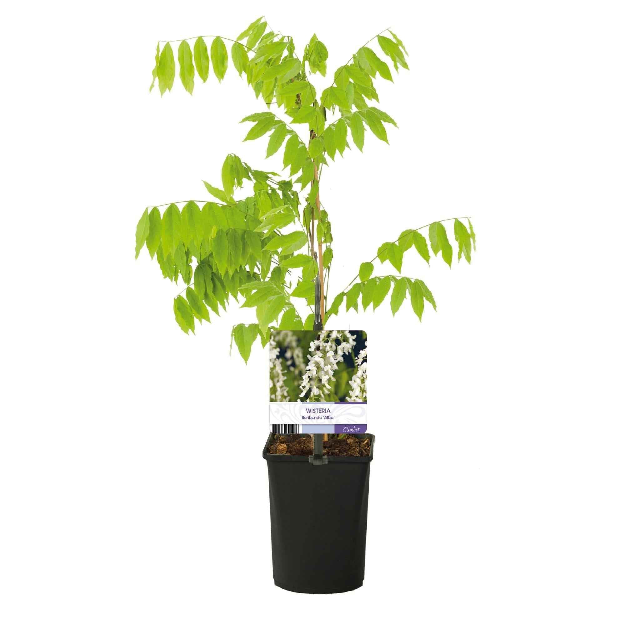 Image of Blauregen Wisteria floribunda Alba – Weiße Blüten – 11cm x H40cm – Duftende Kletterpflanze – Für Pergolen, Zäune & Wände