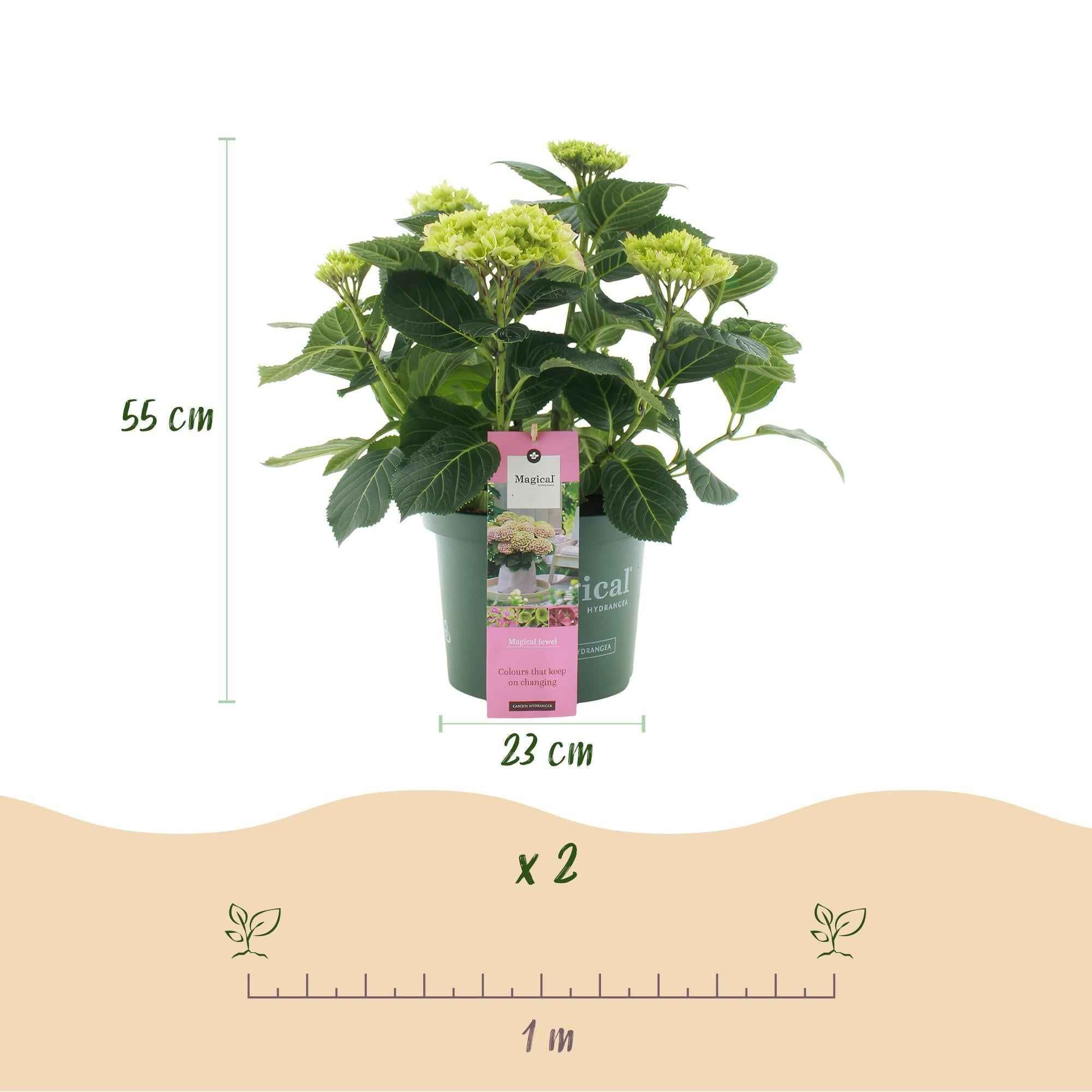 Image of Hortensie Magical Jewel Pink – Rosa – 2 Pflanzen – Hydrangea macrophylla – Je im 23cm Topf – Ca. 55cm hoch – 6-10 Blüten-2