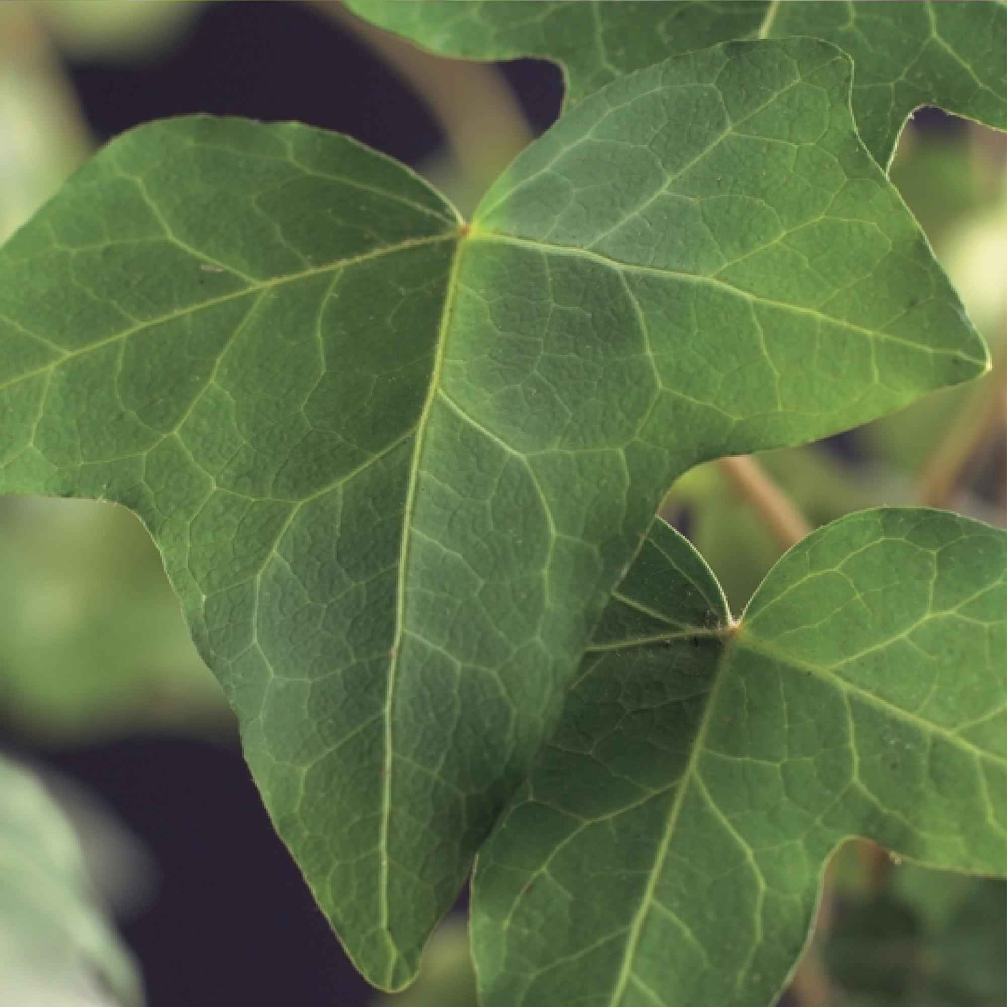 Image of Kletterpflanze Hedera helix – Immergrün – Grüne Blätter – 11cm x H40cm – Pflegeleicht – Für Garten, Balkon & Innenräume