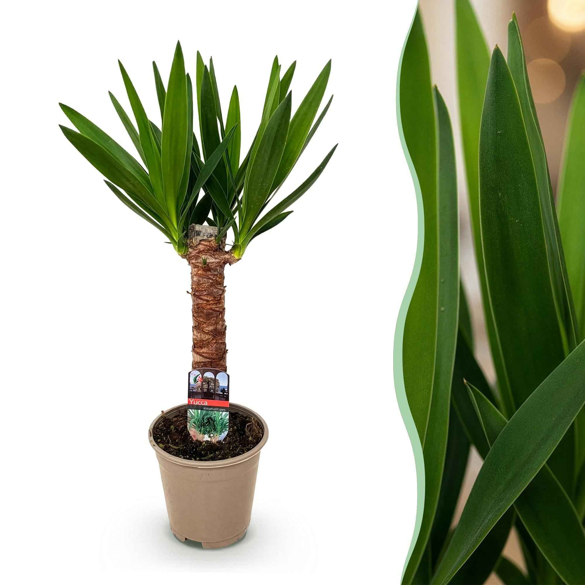 Image of Palmlilie Yucca Elephantipes – 55cm – 14cm – Pflegeleichte Palmlilie mit langen, schmalen Blättern-1