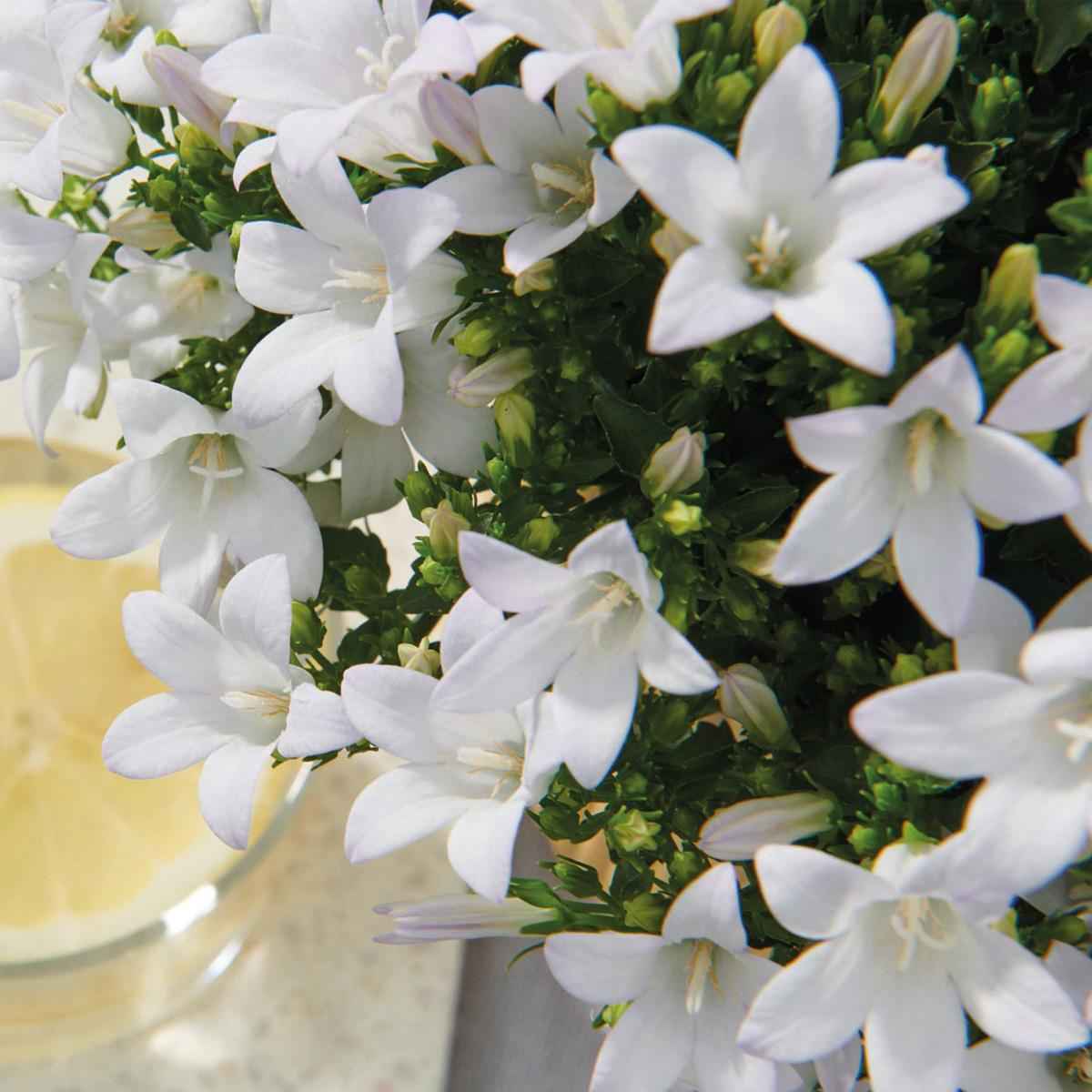 Image of Campanula Addenda Ambella weiß 6er Set – Glockenblume weiß Topfgröße 12cm – winterhart, lang blühend – Bodendecker für ca.1m²-4