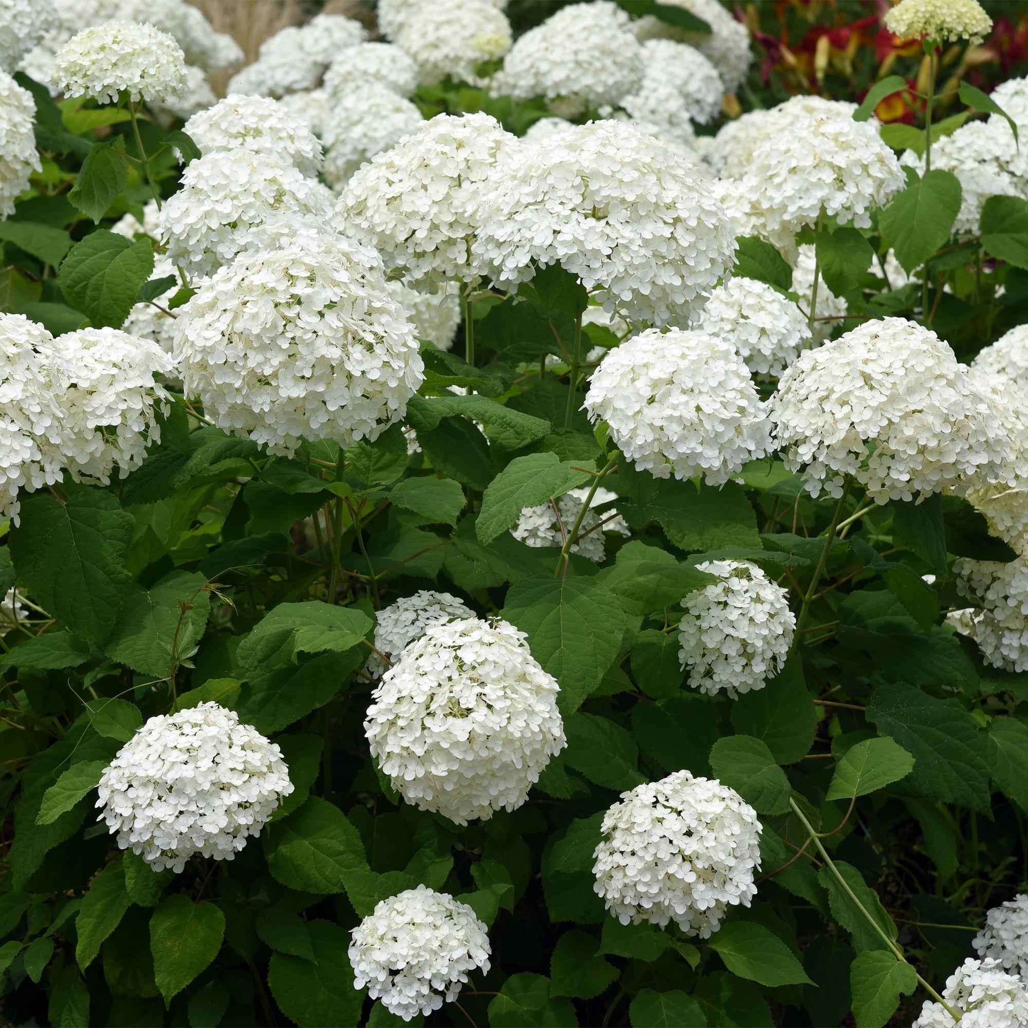 Image of Rispenhortensie – Hydrangea arborescens Annabelle – Blüte Weiß – Große Blüten – 17cm Höhe 50cm – Winterhart & pflegeleicht für Beet & Kübel-0
