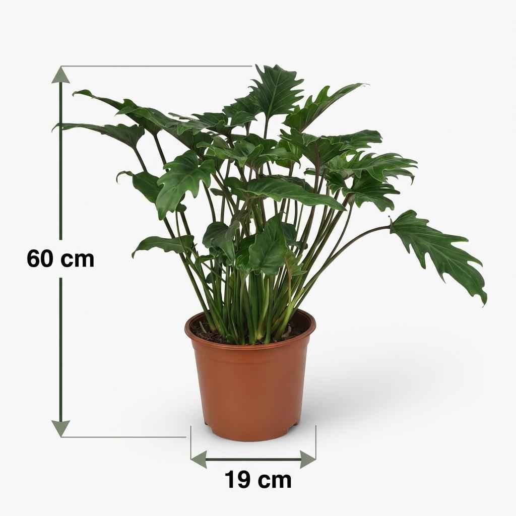 Image of Philodendron Xanadu grün 60cm 19cm Zimmerpflanze pflegeleicht kompakte tropische Grünpflanze mit dekorativen Blättern für Wohnzimmer Büro Schlafzimmer-4