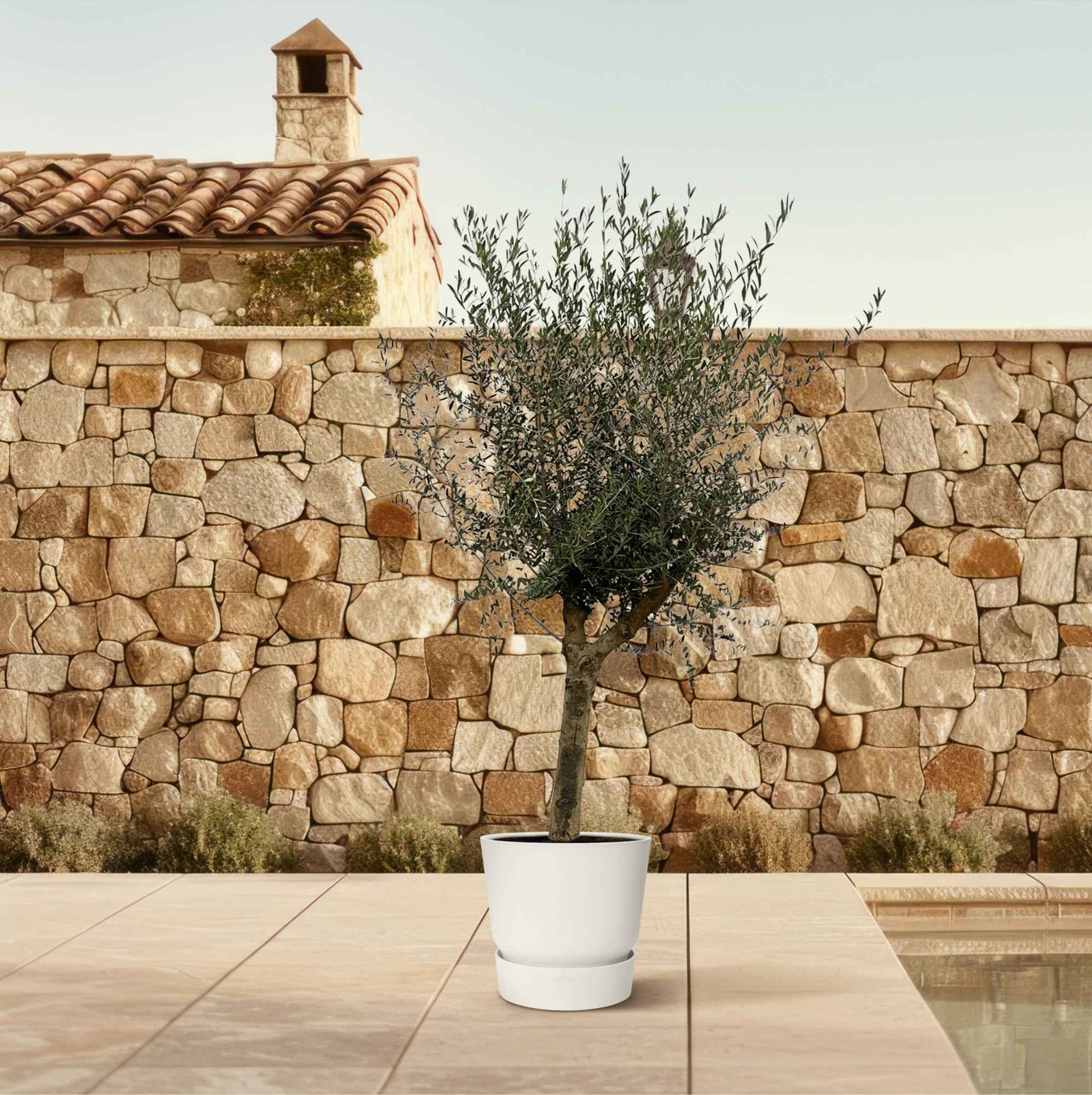 Image of Olivenbaum Olea Lorc – ca. 200cm hoch – Ø45cm – Mediterrane Zimmer – & Gartenpflanze – Immergrün & pflegeleicht – Für sonnige Standorte-3