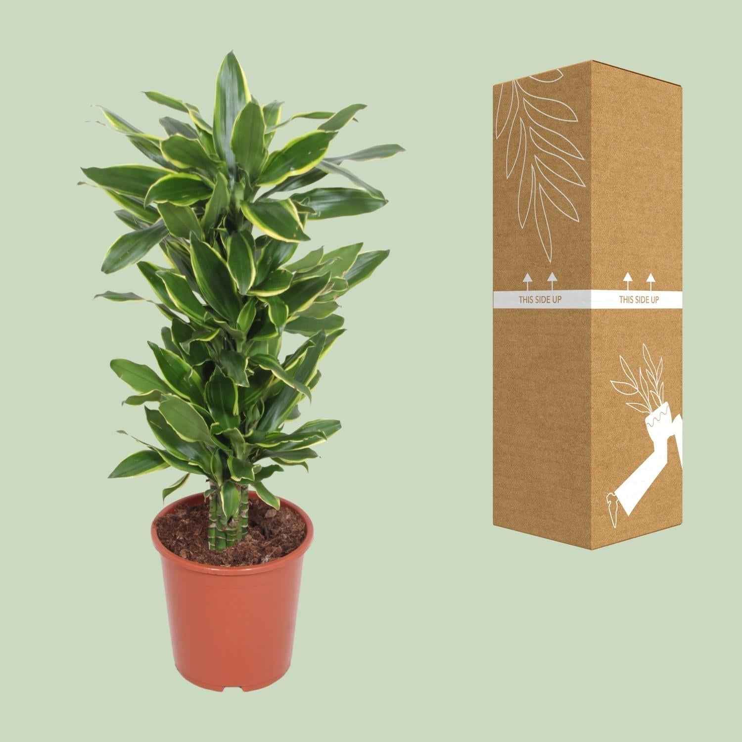 Image of Dracaena Golden Coast – Drachenbaum – Ø27cm ↕110cm – Große pflegeleichte Zimmerpflanze mit grün-gelben Blättern für Wohnzimmer & Büro