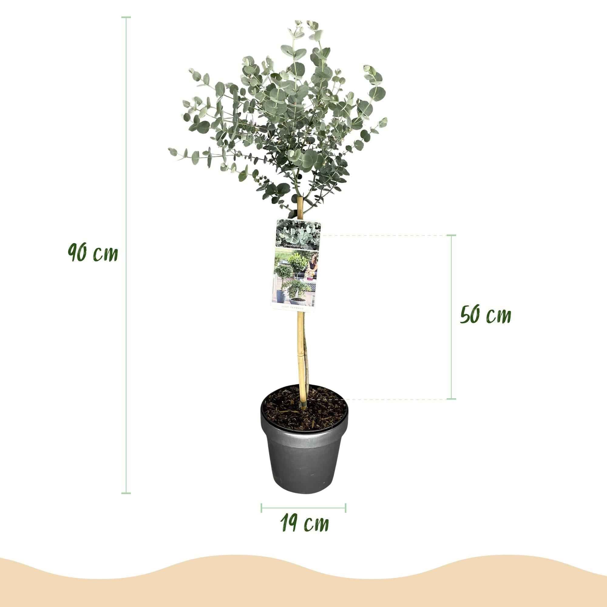 Image of Eukalyptus Eucalyptus gunnii Azura – 19cm – Höhe ca. 90cm – Immergrüne winterharte Terrassenpflanze mit graugrünen duftenden Blättern-2