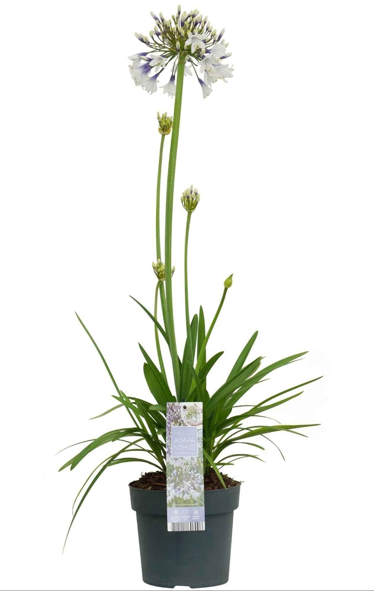 Image of Afrika – Schmucklilie Agapanthus Fireworks – Ø19cm ↕75cm – blau – weiß blühende Gartenpflanze für Terrasse Balkon Beet & Kübel-0