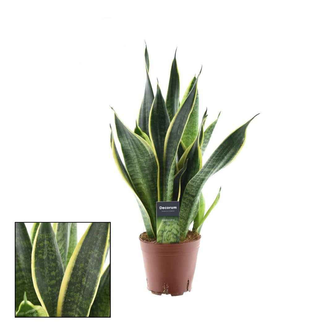 Image of Sansevieria Futura Superba – Bogenhanf – Ø14cm – ↕45cm – Pflegeleichte Zimmerpflanze mit gelb – grünem Blattmuster – Luftreinigend-0