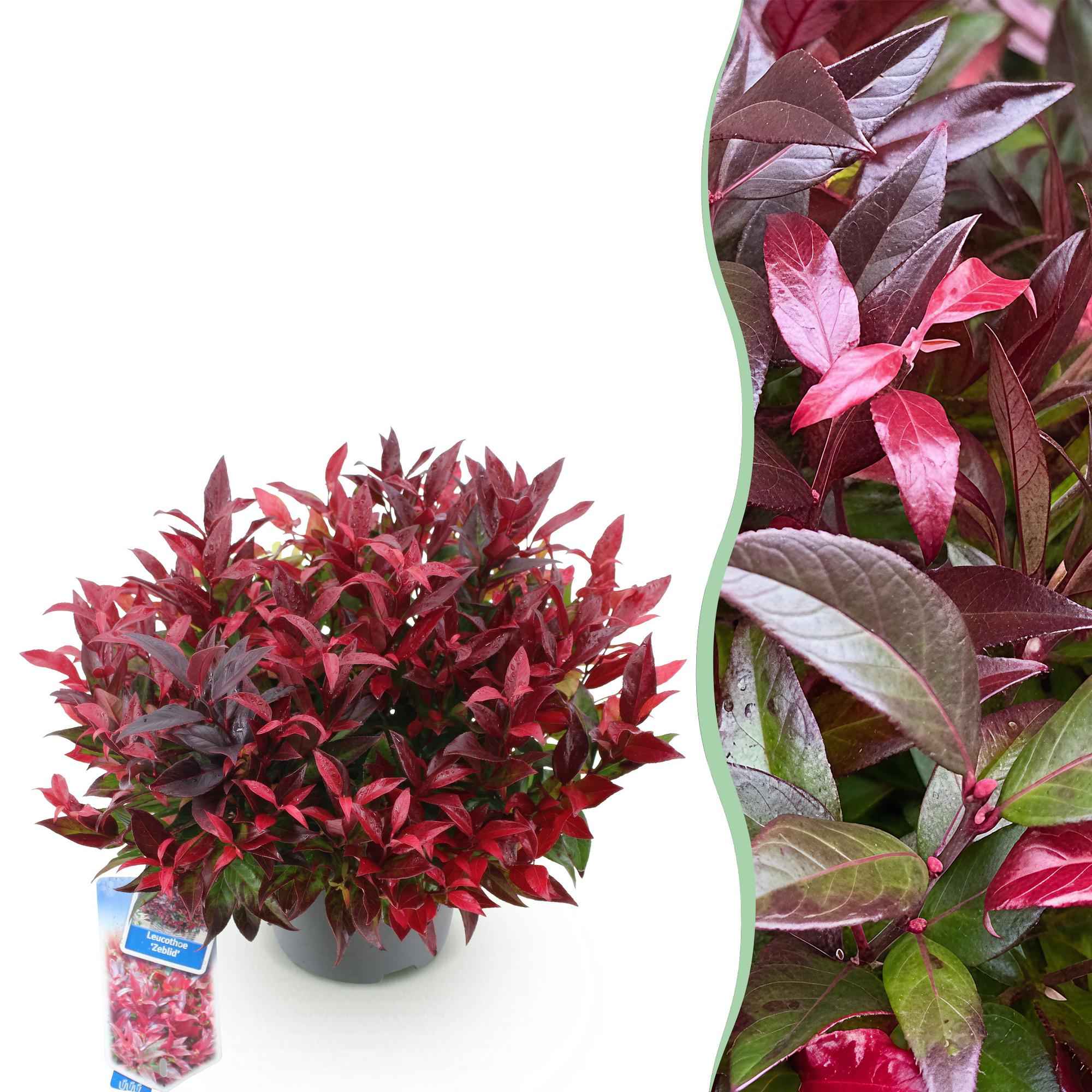 Image of Traubenheide Leucothoe Zeblid – 17cm Höhe ca.45cm – Immergrün & farbintensiv – Rotes Laub – Pflegeleichter dekorativer Zierstrauch-0