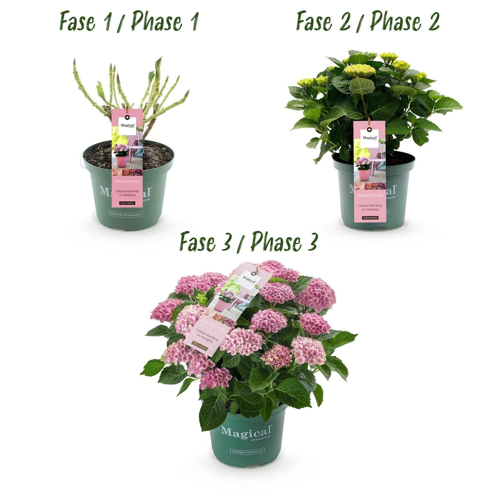 Image of Hortensie Magical Revolution Pink – Rosa – Hydrangea macrophylla – 23cm – Ca. 55cm hoch – 6-10 Blüten – Für Balkon, Terrasse & Beet-2