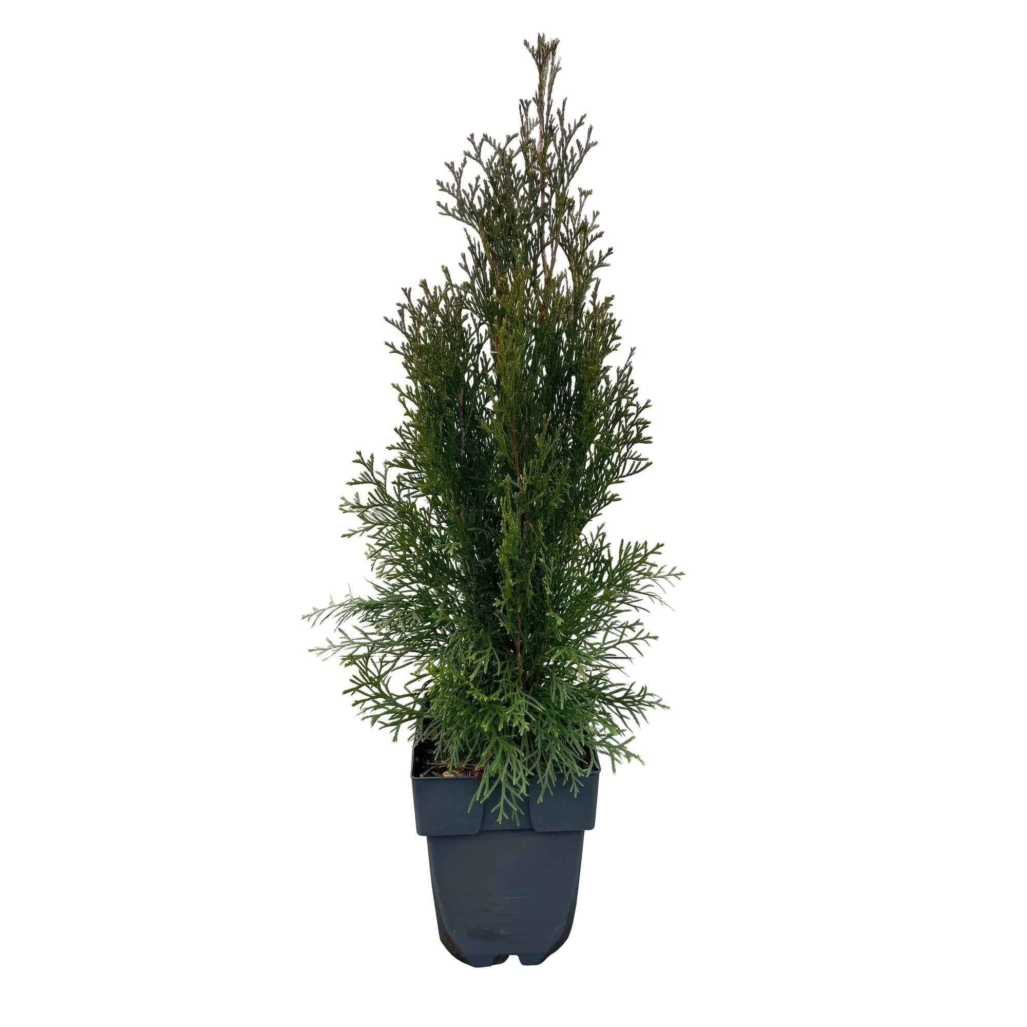 Image of Lebensbaum Thuja occidentalis Smaragd – Immergrüne Heckenpflanze – 6 Pflanzen – 17cm x H60cm – Dichte, grüne Hecke