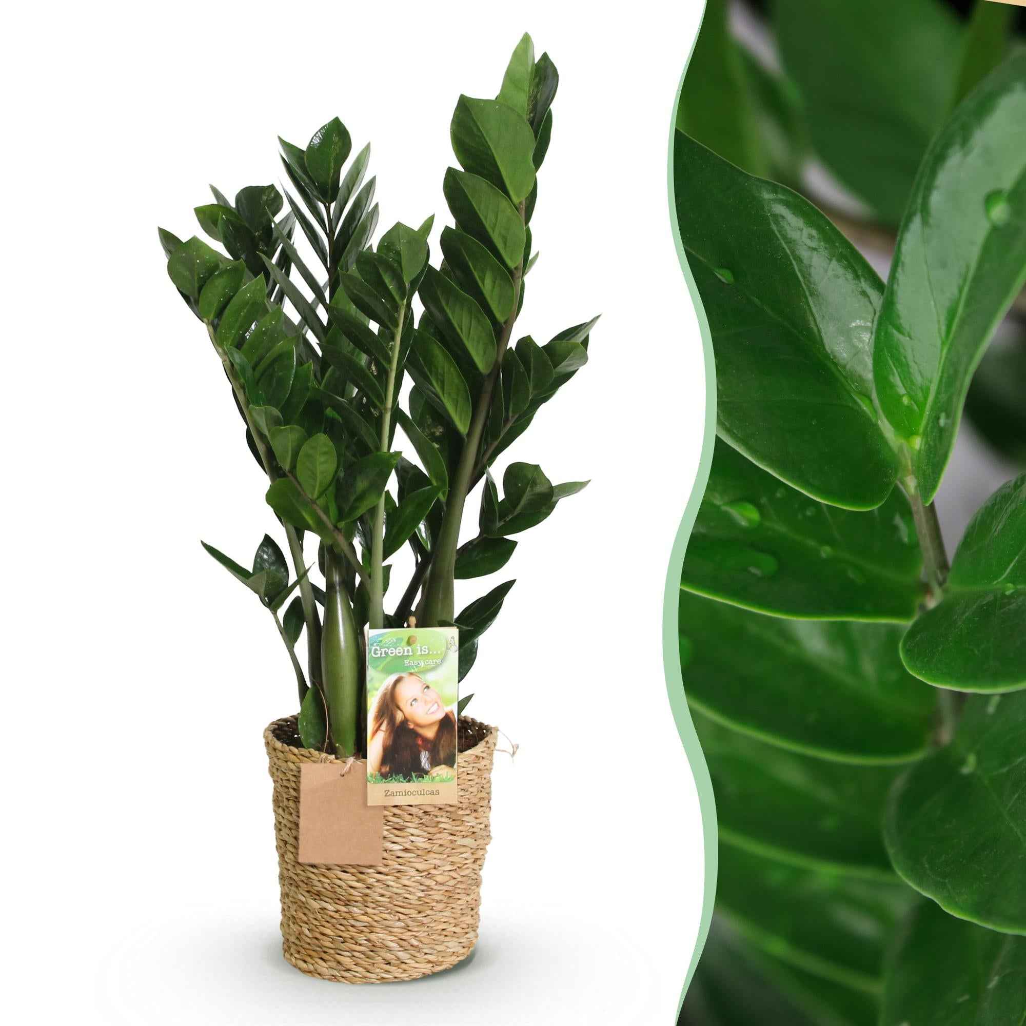 Image of Zamioculcas – 65-75cm – 17cm inkl. Naturkorb – Pflegeleichte ZZ – Pflanze – Robuste Grünpflanze für Wohnzimmer, Büro & Schlafzimmer-1