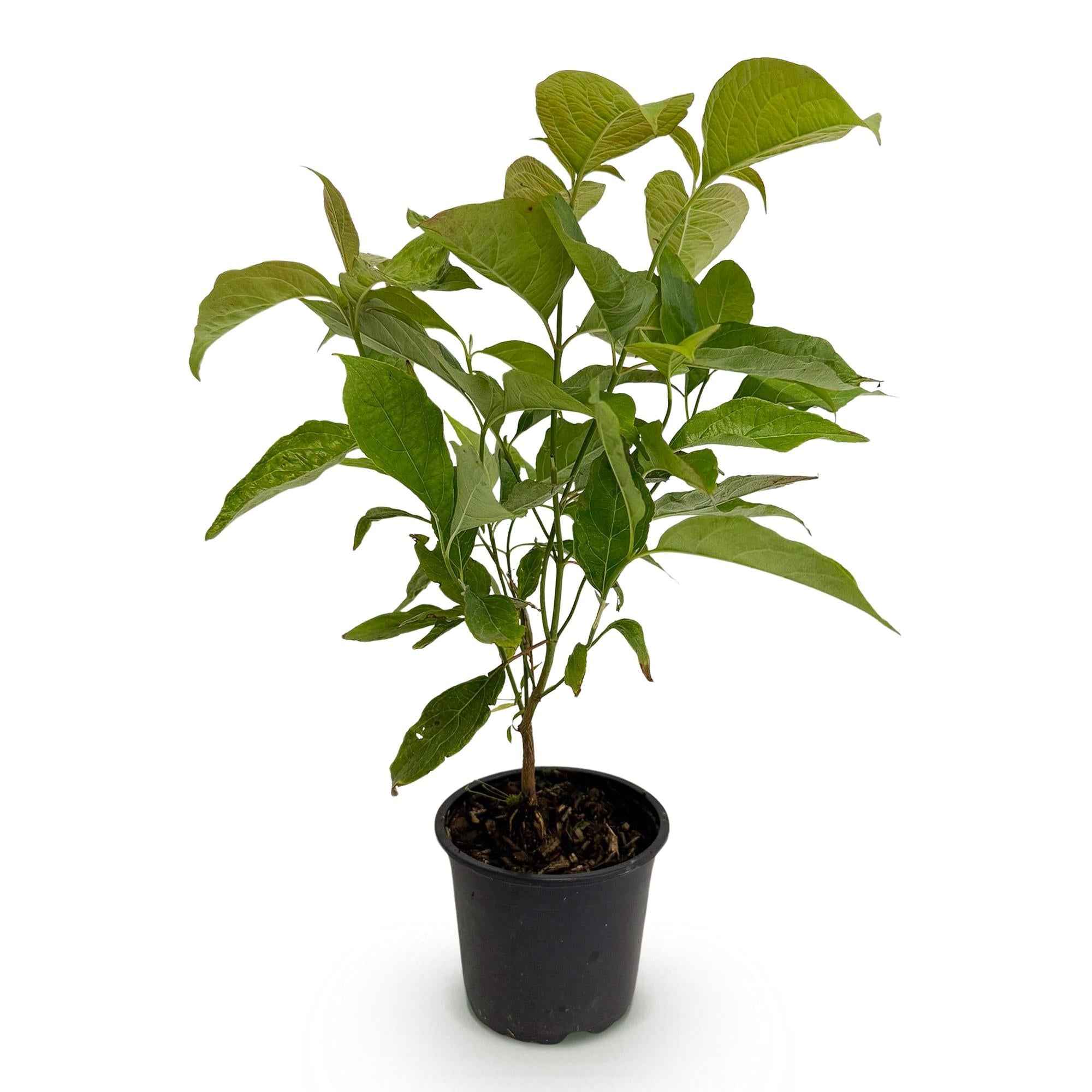 Image of Cornus mas – 12cm – Höhe ca. 35cm – Gelbe Frühjahrsblüte & dunkelgrünes Laub – Laubabwerfender pflegeleichte Kornelkirsche für Beet, Balkon & Terrasse-1