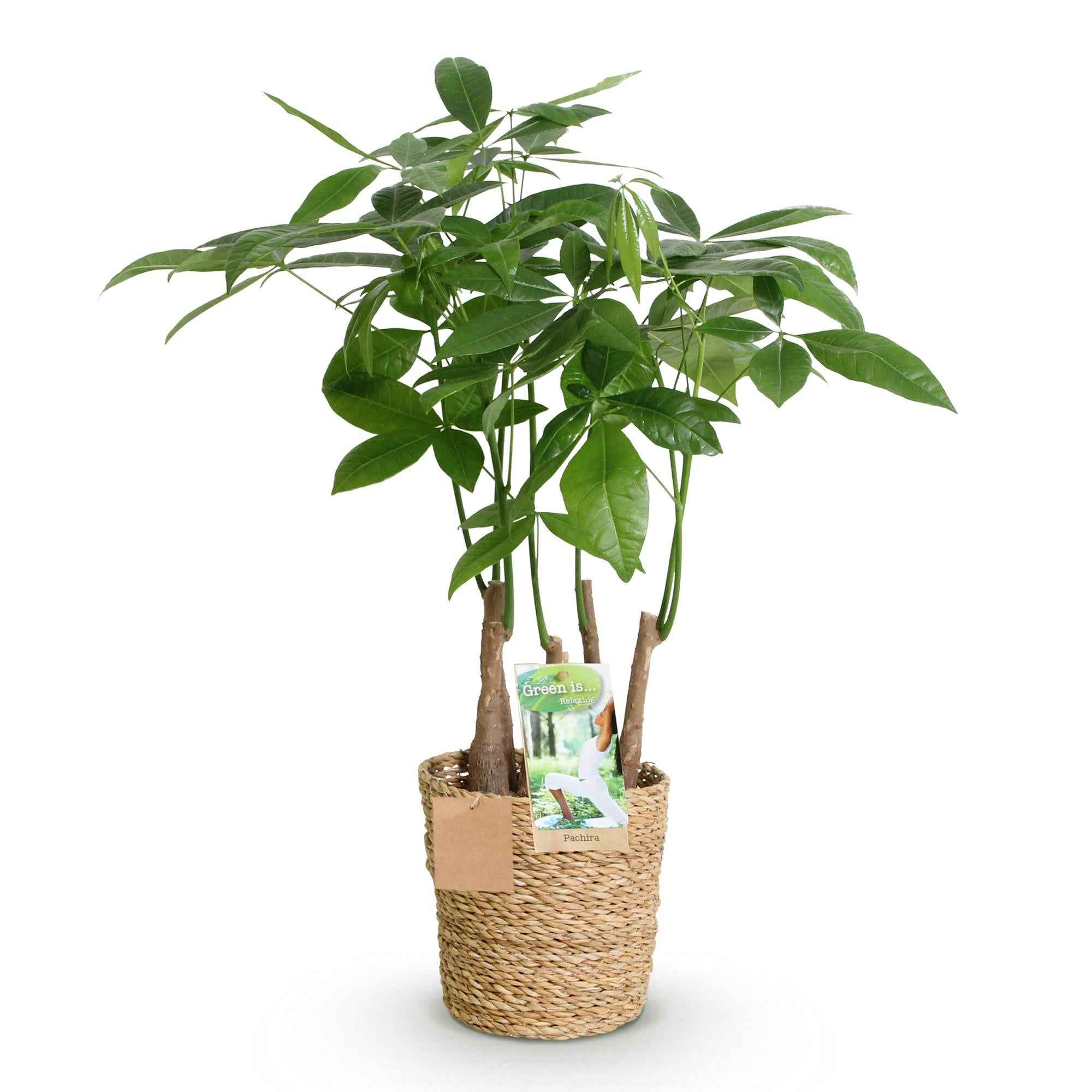 Image of Pachira Aquatica Mehrstamm – 50-55cm – 17cm inkl. Naturkorb – Pflegeleichter Geldbaum-0