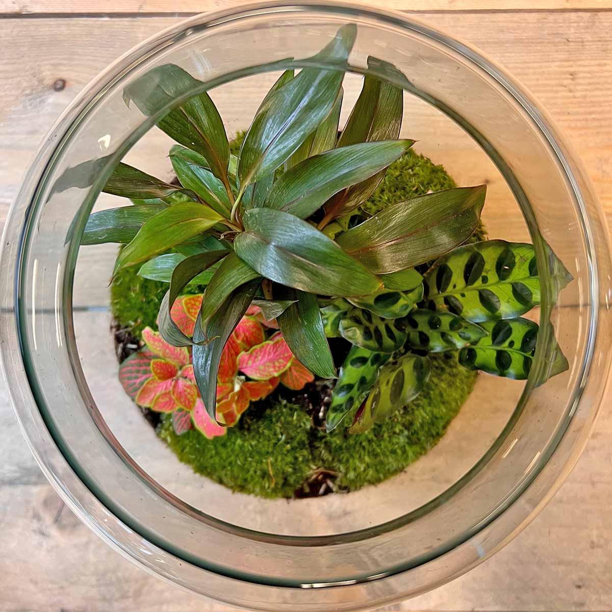 Image of Flaschengarten DIY Bausatz – Terrarium Milky Palme – Ø21cm x 30cm – Selbstbewässerndes Mini – Ökosystem – Inklusive Anleitung-2