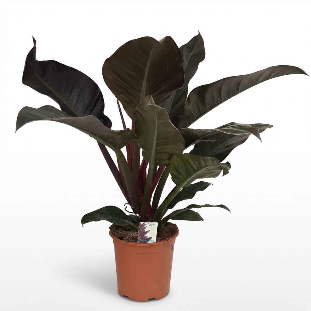 Image of Philodendron Imperial Red rot grün 60cm 19cm Zimmerpflanze pflegeleicht dekorative Blätter für Wohnzimmer Büro Schlafzimmer tropische Grünpflanze-0