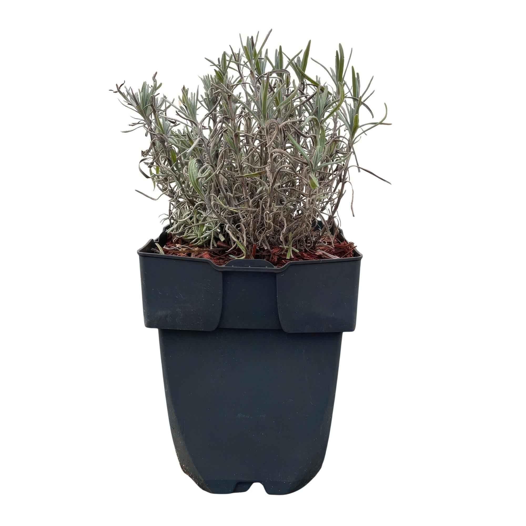 Image of Echter Lavendel Lavandula angustifolia Hidcote – Heckenpflanze – Graues Blatt – 6 Pflanzen – 1 laufender Meter – Immergrün – 17cm Höhe 30cm-3