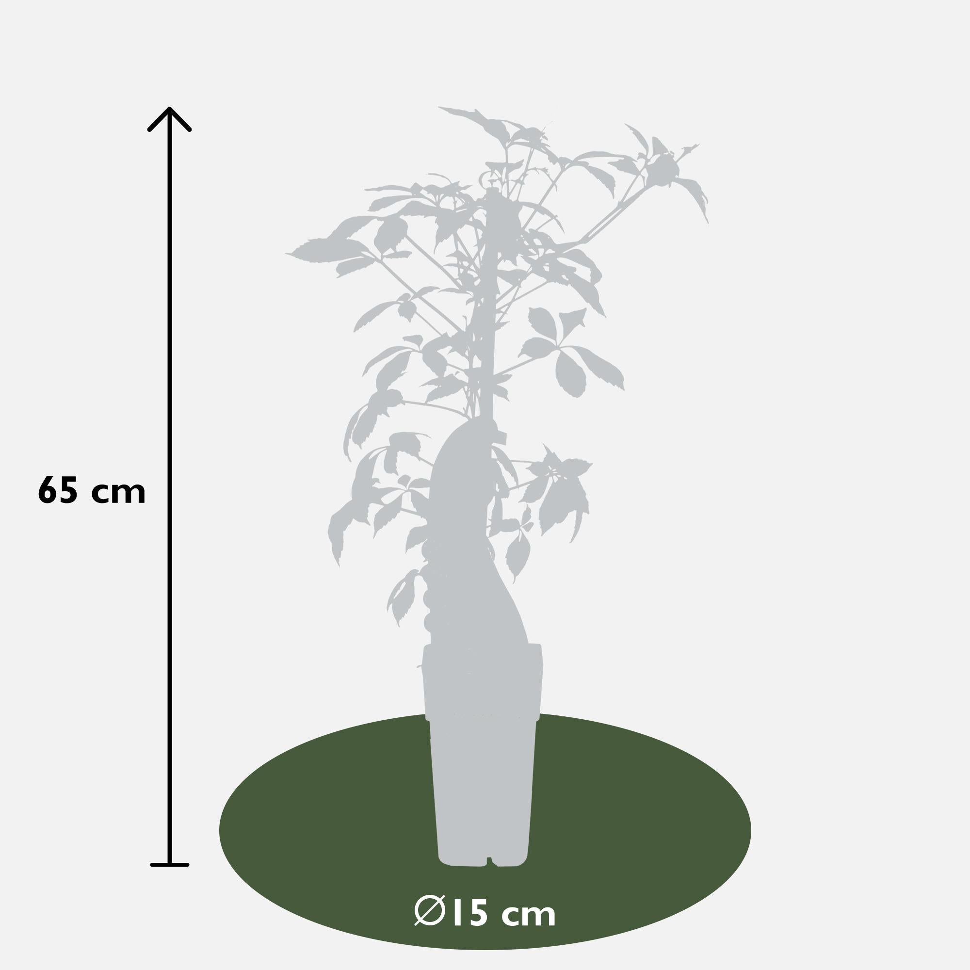 Image of Jungfernrebe – Parthenocissus henryana – Ø15cm – ↕65cm – Farbintensive Kletterpflanze mit roter Herbstfärbung-4