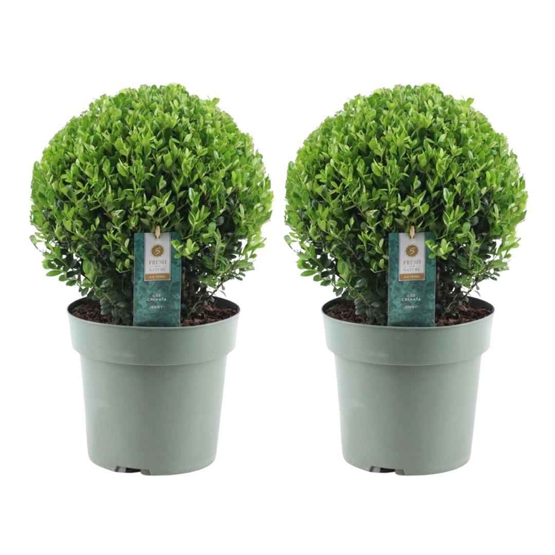 Image of Ilex crenata 'Jenny' – Stechpalme Kugeln – Ø25cm – 2 Pflanzen – Buchsbaum – Alternative – Pflegeleichte & Winterharte Gartenpflanzen