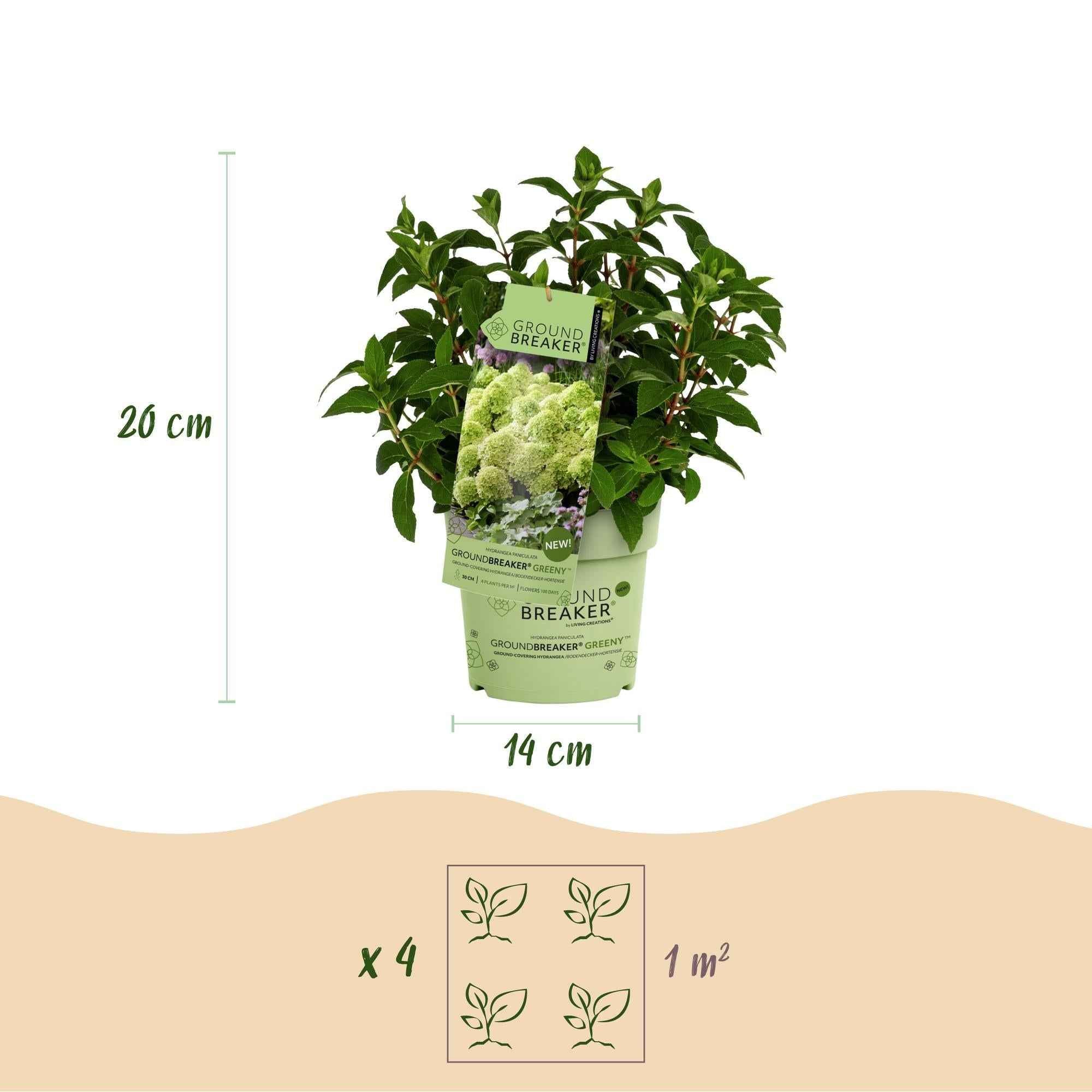 Image of Rispenhortensie Hydrangea paniculata Groundbreaker Greeny winterhart creme 20cm 14cm für Garten Balkon Terrasse Beet bienenfreundlich pflegeleicht-3